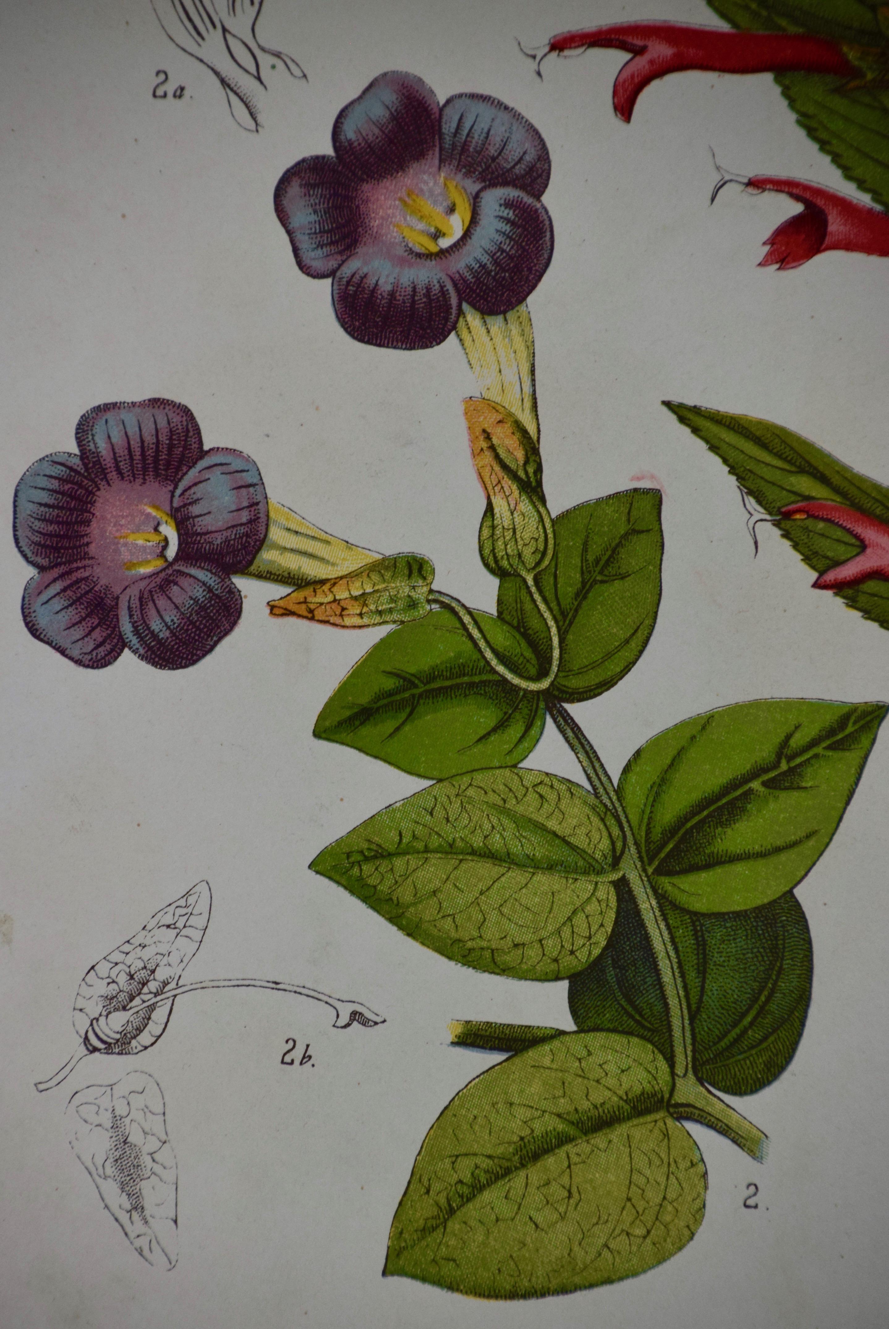 Une gravure botanique colorée de fleurs du XIXe siècle par Czeiger - Académique Print par S. Czeiger 