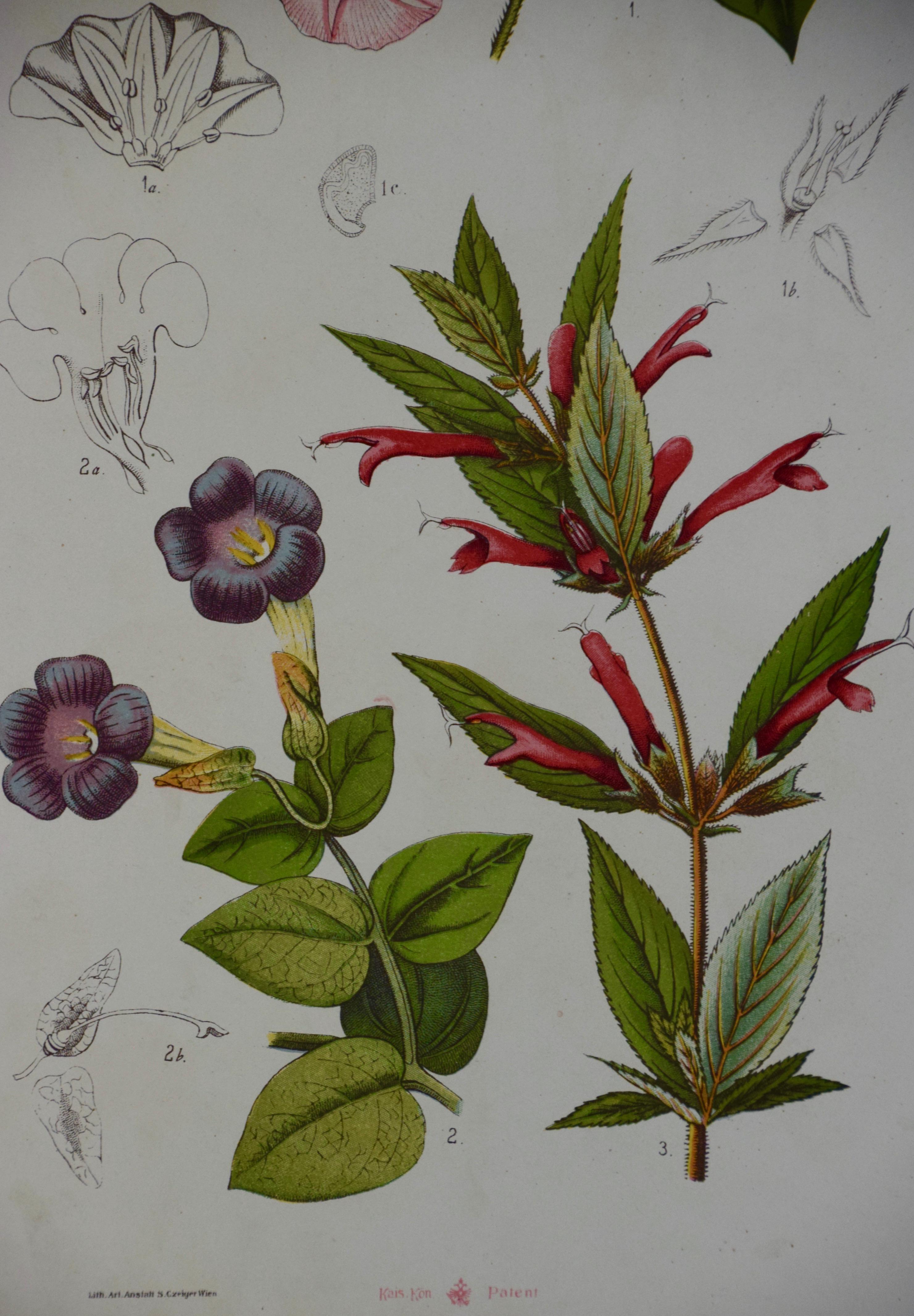Une gravure botanique colorée de fleurs du XIXe siècle par Czeiger - Gris Still-Life Print par S. Czeiger 