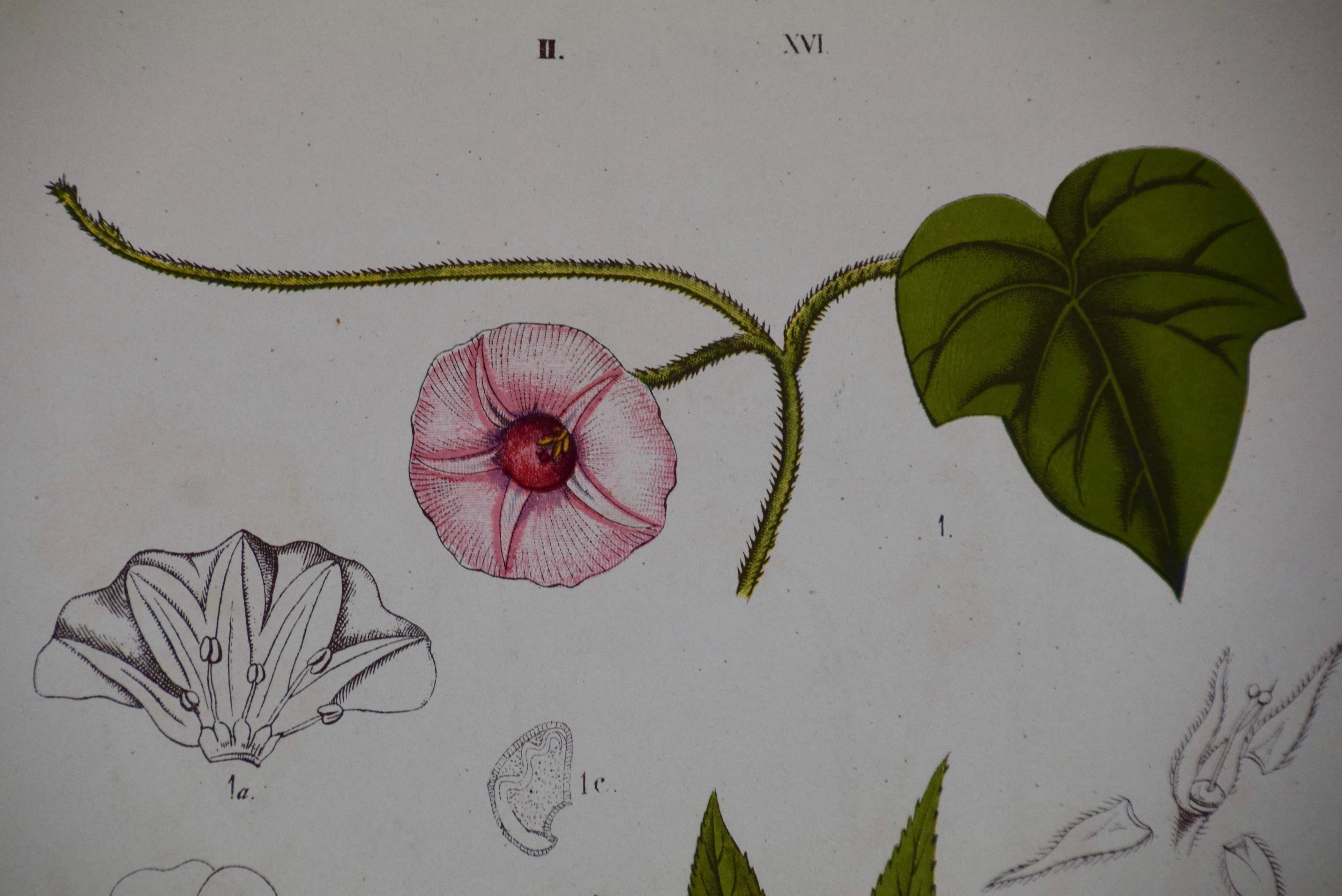 Gravure botanique colorée du XIXe siècle représentant des fleurs, réalisée par Anstalt S. Czeiger de Vienne, en Autriche. Une inscription en bas comprend : 