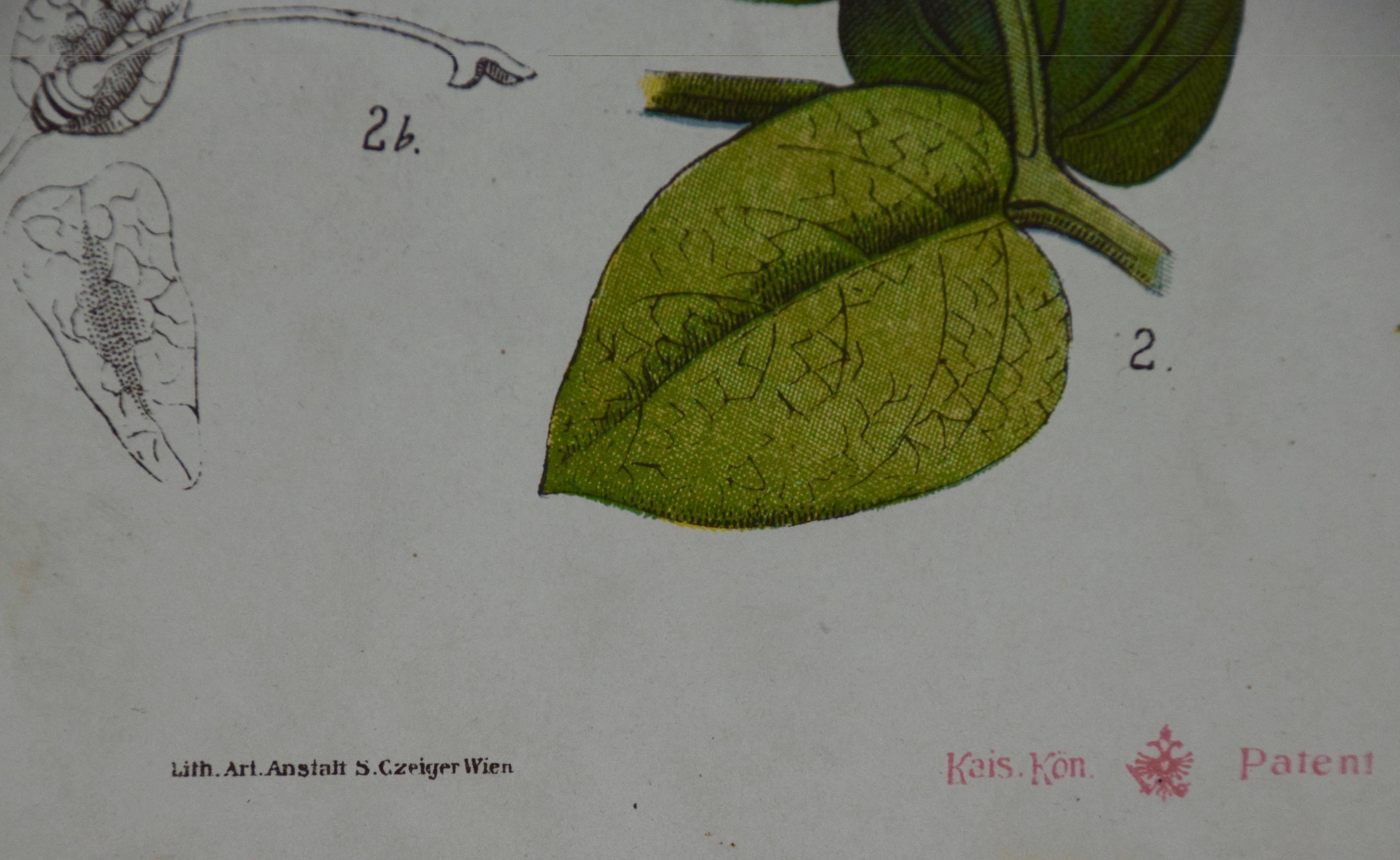 Une gravure botanique colorée de fleurs du XIXe siècle par Czeiger 1