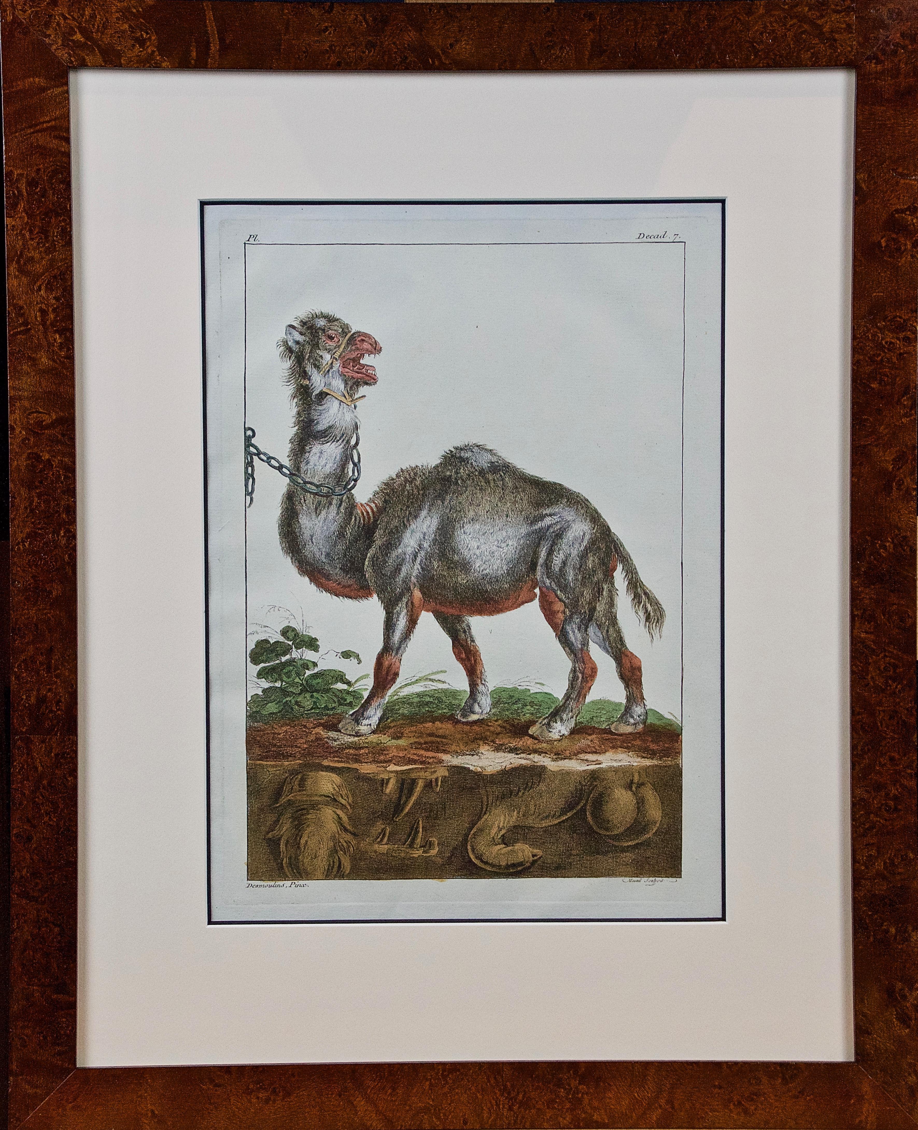 Grabado coloreado a mano del siglo XVIII de un camello de la " Zoología Británica" de Pennant