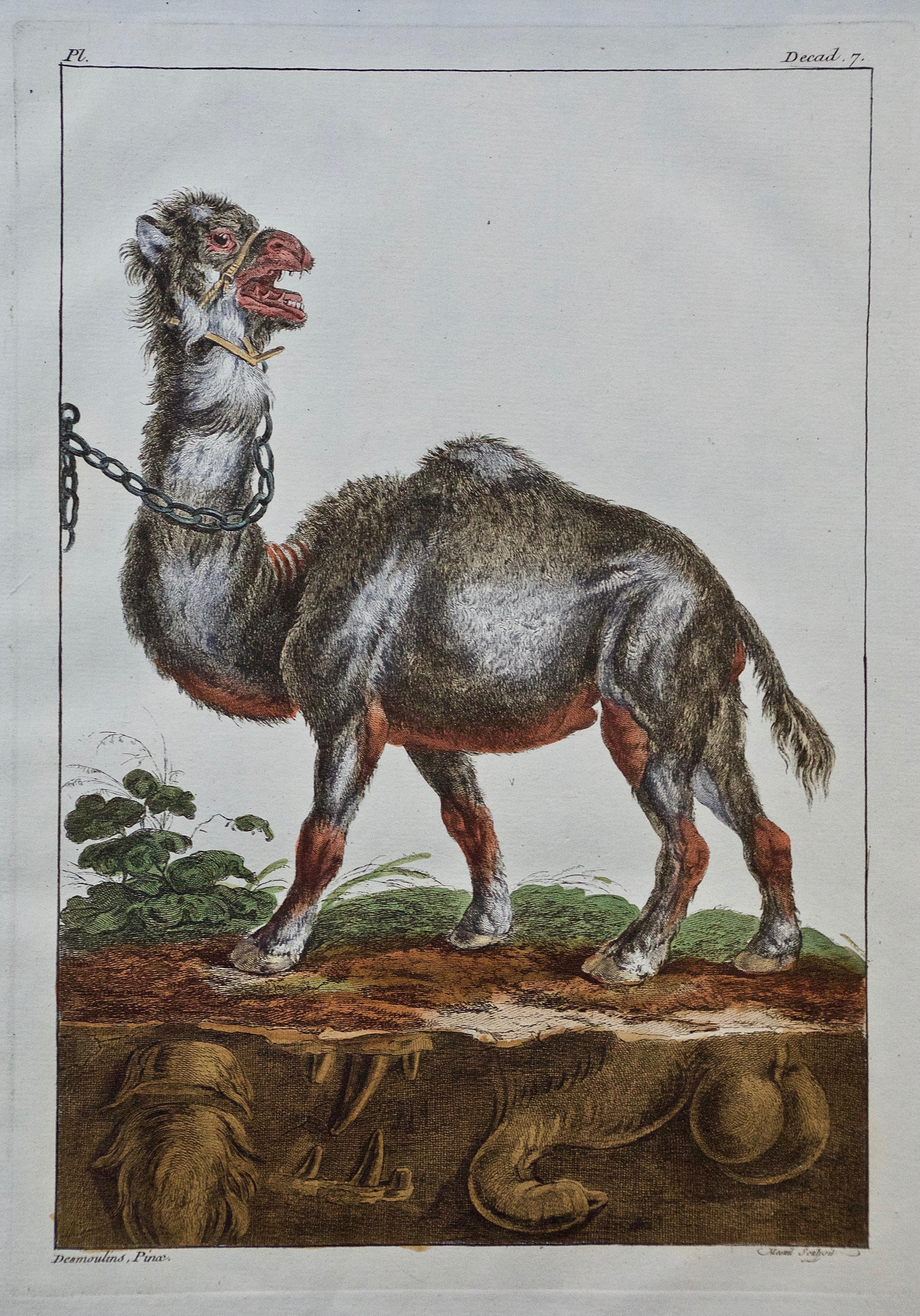 18th Century Hand Colored Engraving of a Camel from Pennant's 