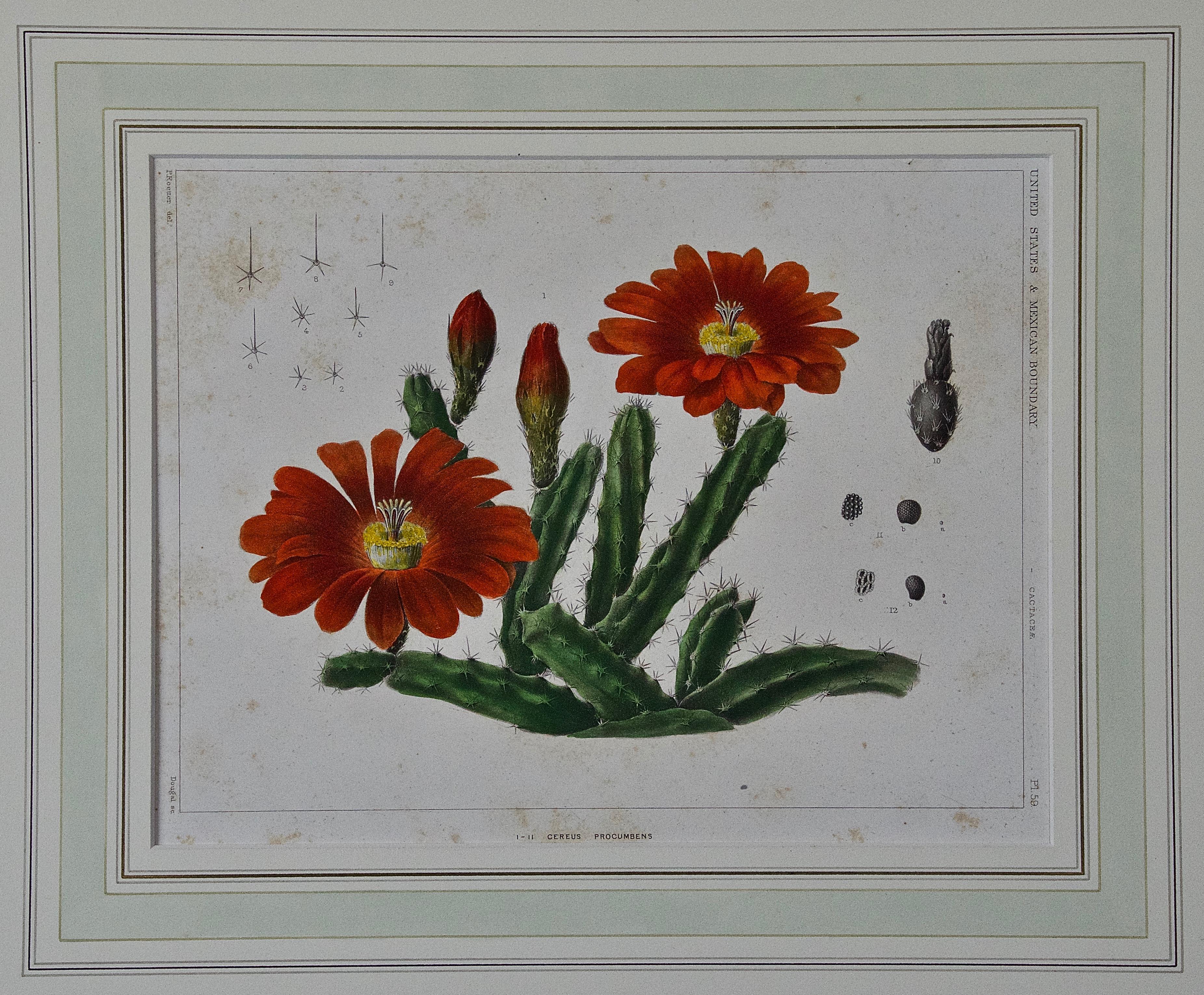 Cactus ""Cereus Procumbens" : Gravure colorée à la main du 19ème siècle par Englemann