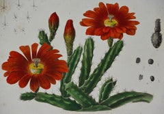 Cactus ""Cereus Procumbens" : Gravure colorée à la main du 19ème siècle par Englemann