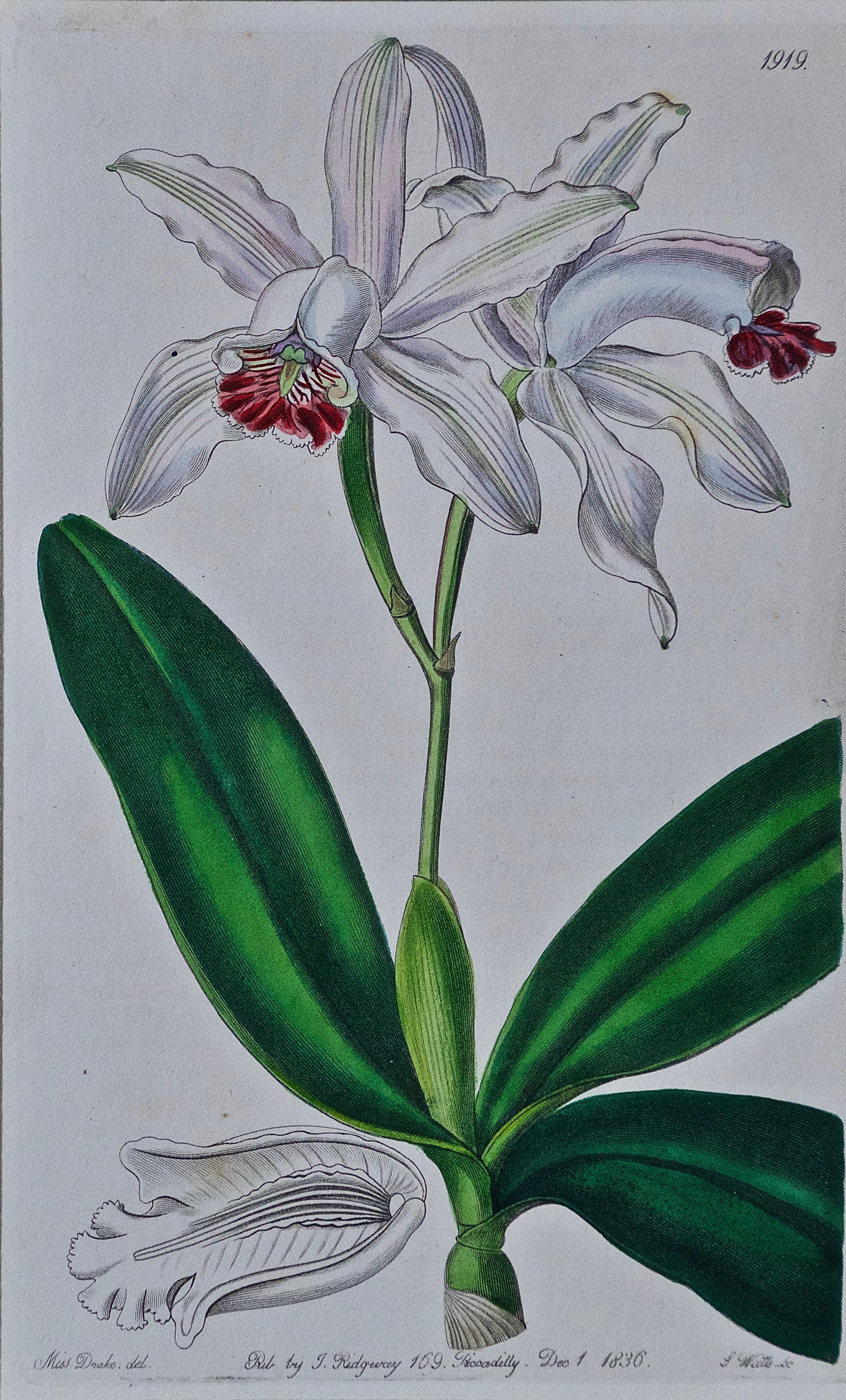19th Century Botanical Engraving 