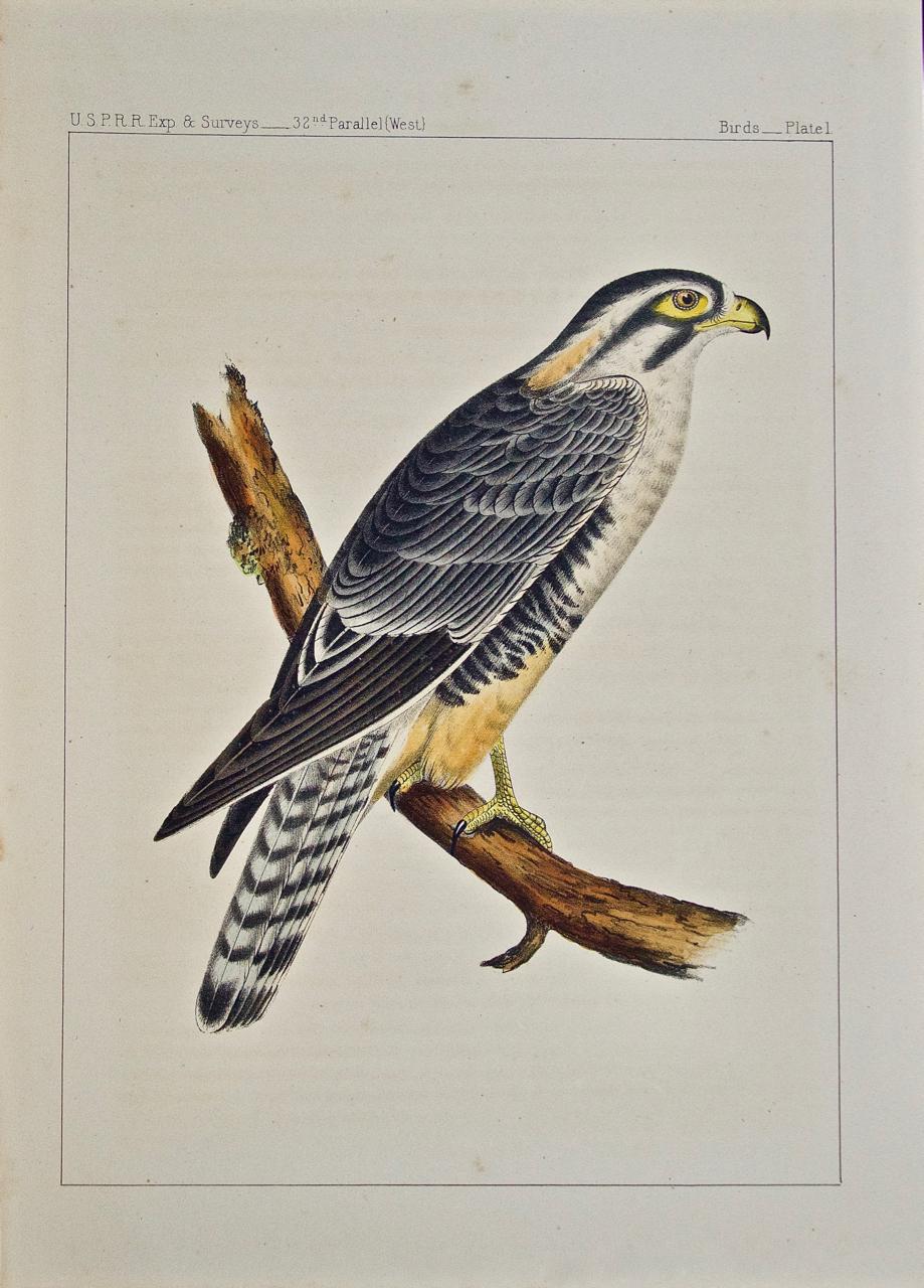 "Alpomado Falcon" Hand Colored Bird Lithograph from USPRR Exploration & Survey