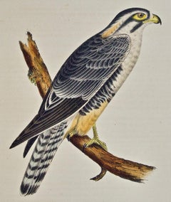 "Alpomado Falcon" Hand Colored Bird Lithograph from USPRR Exploration & Survey