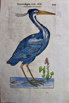 Antique A 16th/17th Century Hand-colored Engraving of a Blue Heron Bird by Aldrovandi