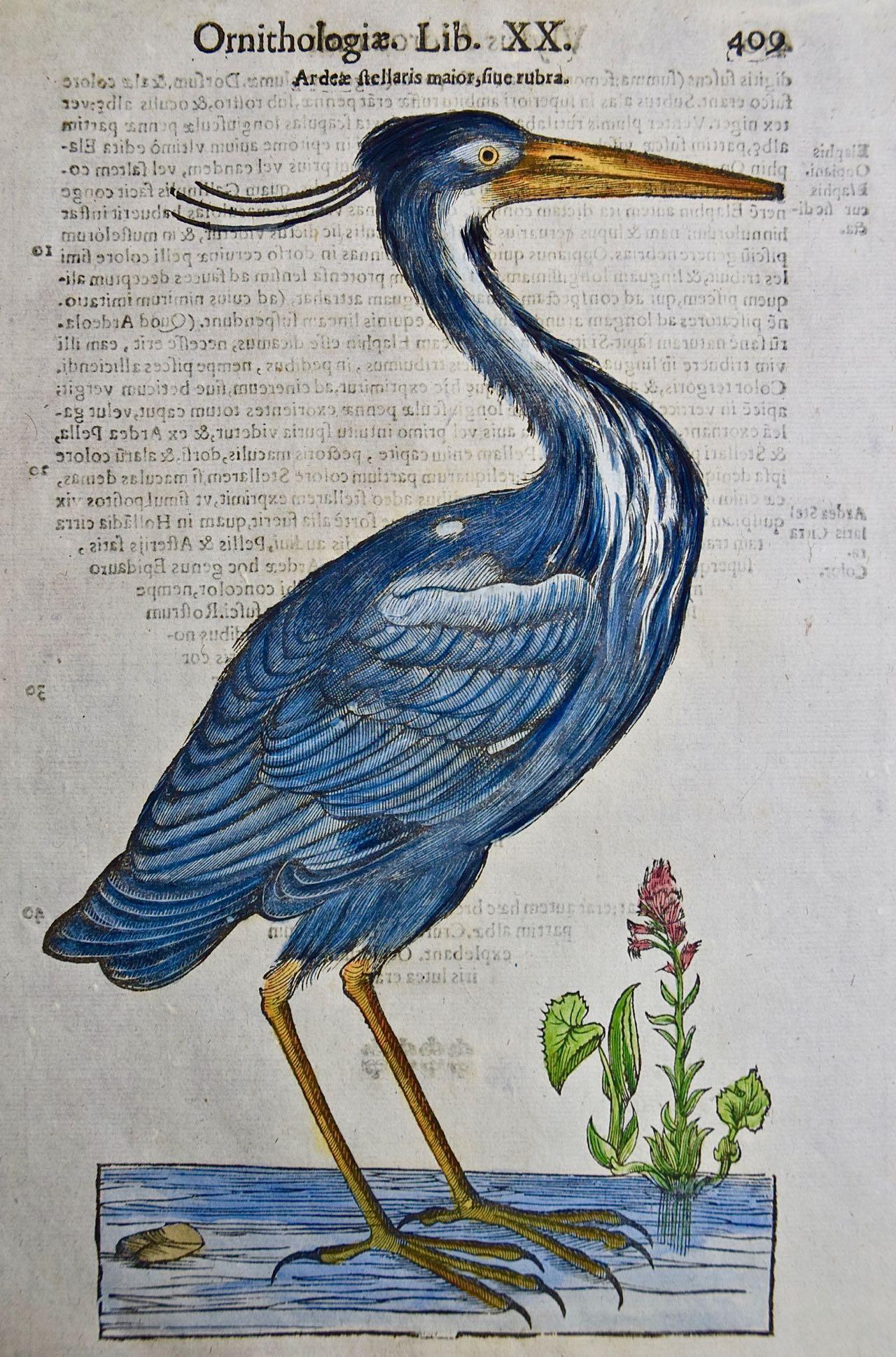 A 16th/17th Century Hand-colored Engraving of a Blue Heron Bird by Aldrovandi - Print by Ulisse Aldrovandi