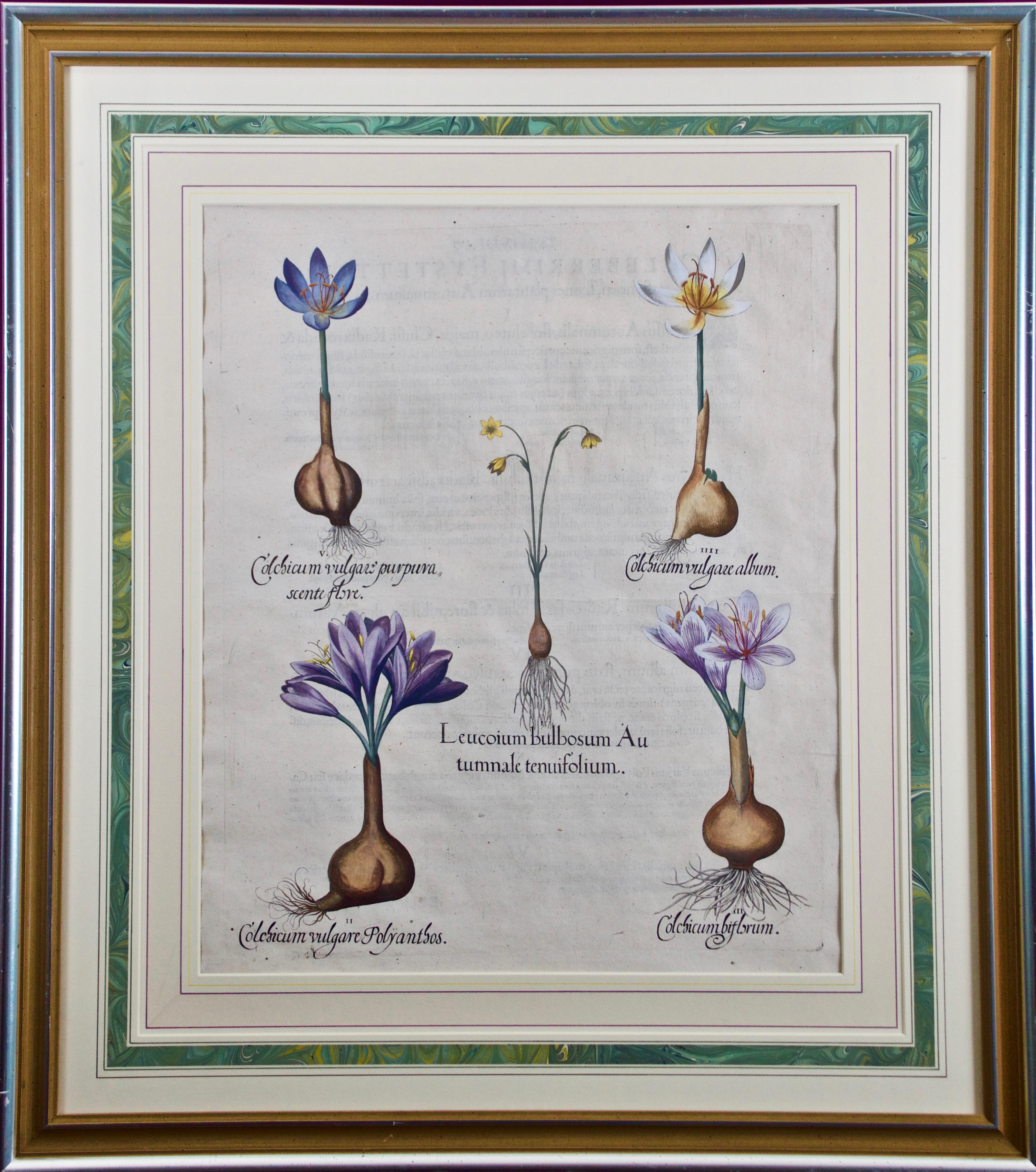 Copo de nieve otoñal de Besler y flores de azafrán de los prados: Grabado botánico del siglo XVII