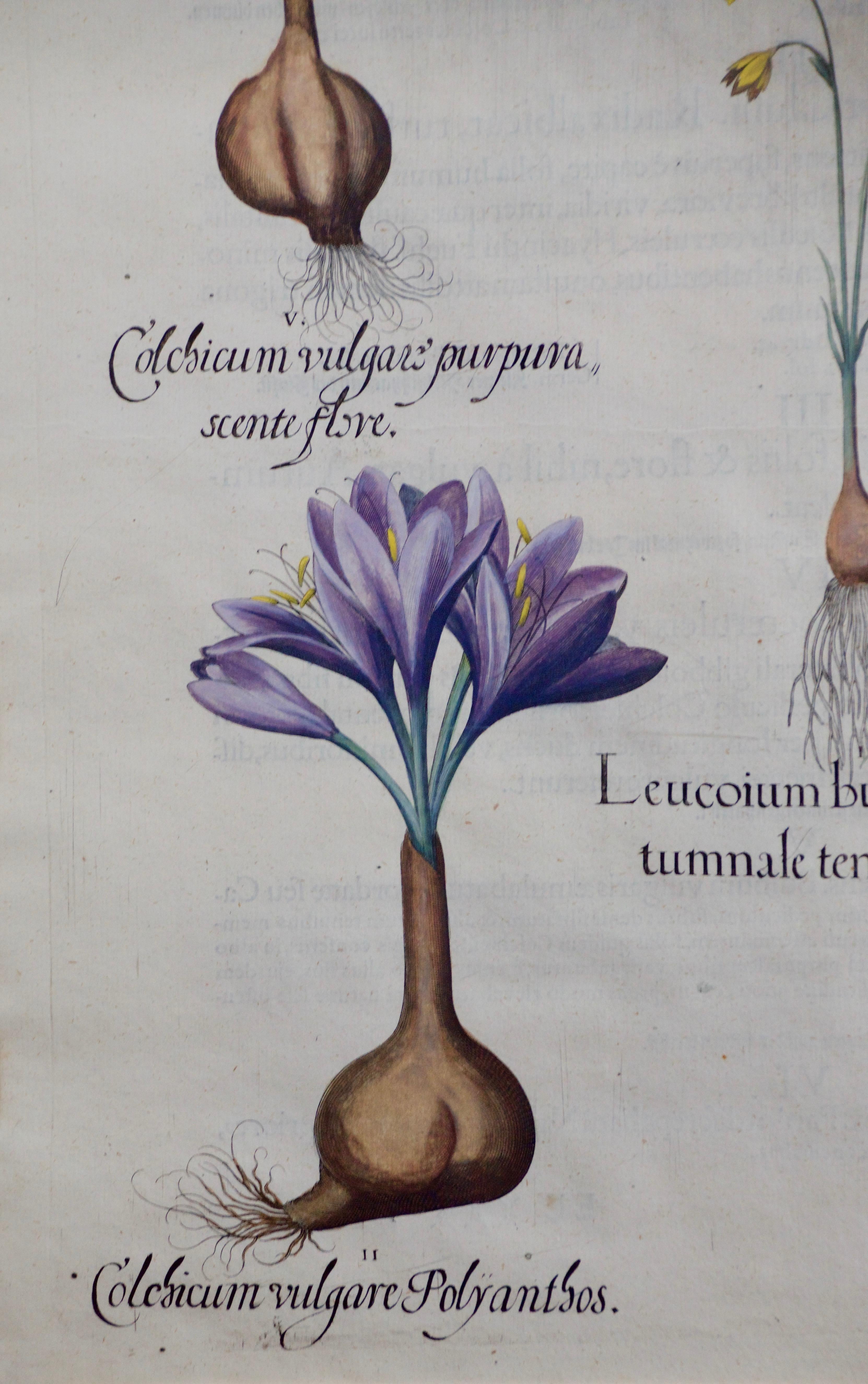 Besler Herbst Schneeflocke und Meadow Saffronblüten: 17. Jahrhundert Botanische Gravur (Alte Meister), Print, von Basilius Besler