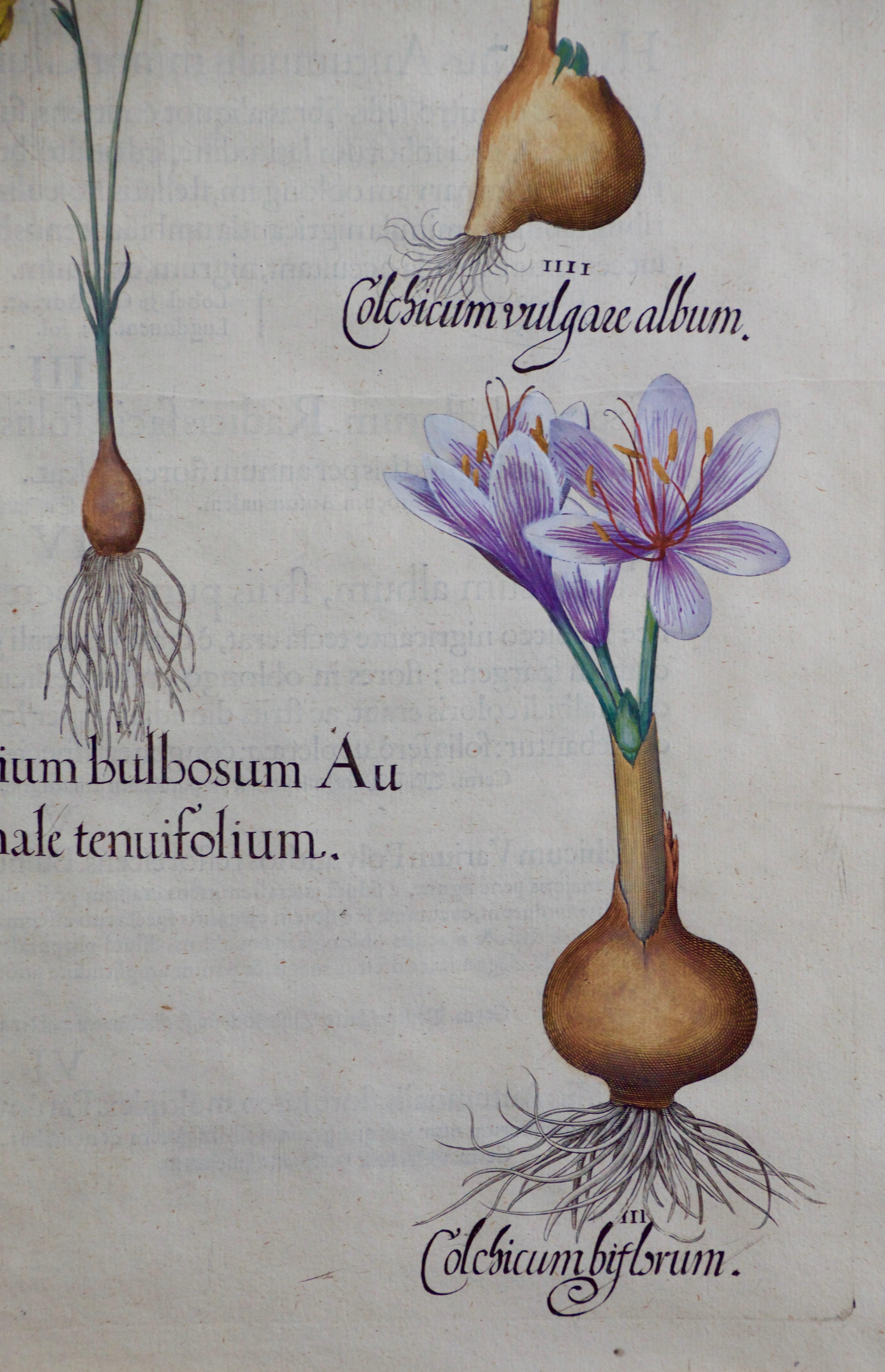 Besler Autumn Snowflake and Meadow Saffron Flowers: 17th C. Botanical Engraving - Print by Basilius Besler