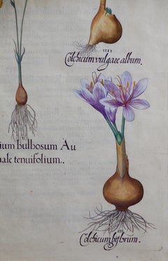 Besler Autumn Snowflake and Meadow Saffron Flowers: 17th C. Botanical Engraving