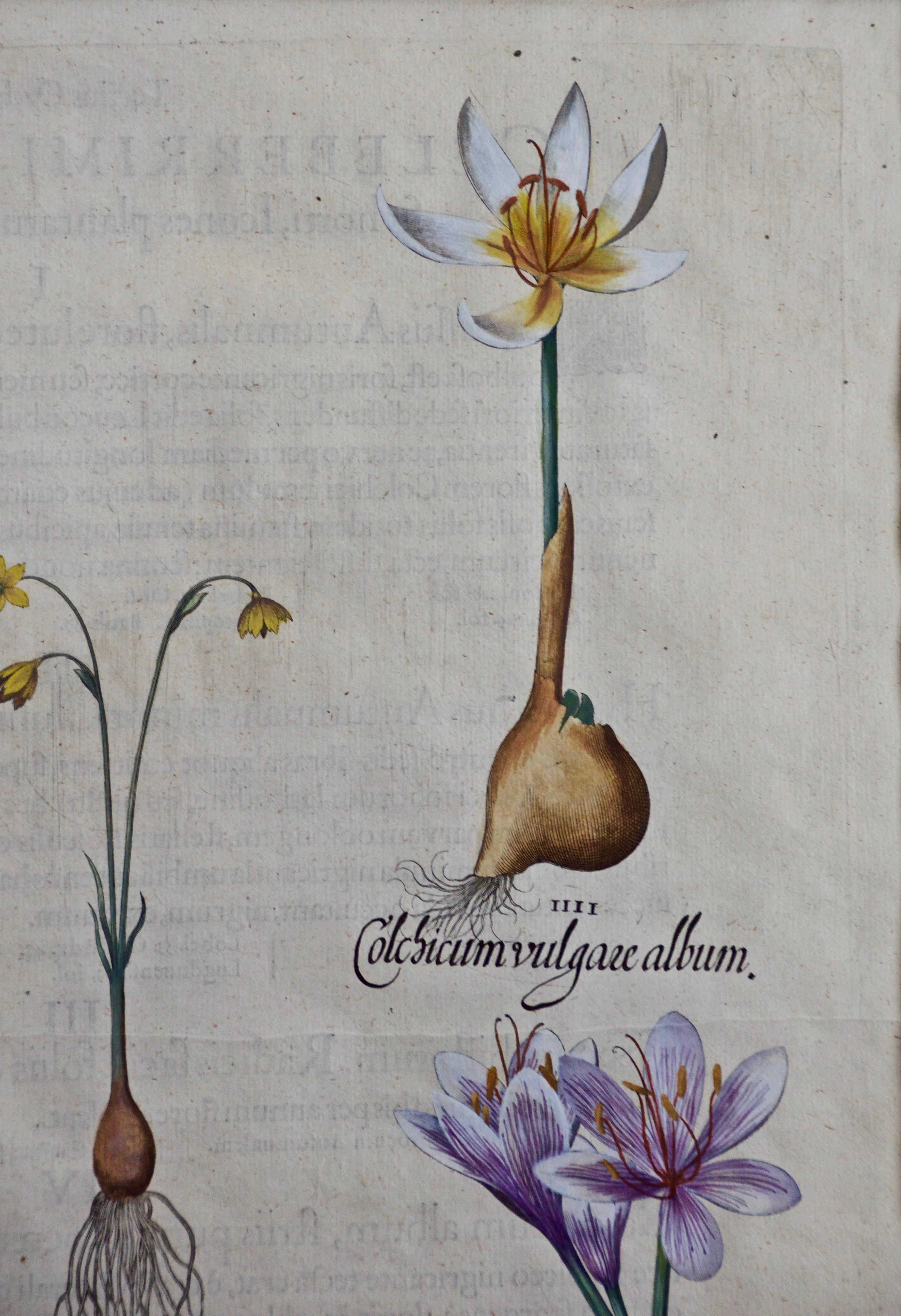 Fiocco di neve autunnale e fiori di zafferano di Besler: Incisione botanica del XVII secolo - Still-Life Print Grigio di Basilius Besler