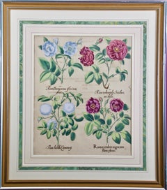 Red Roses: A Framed 17th C. Hand-colored Botanical Engraving by Basilius Besler