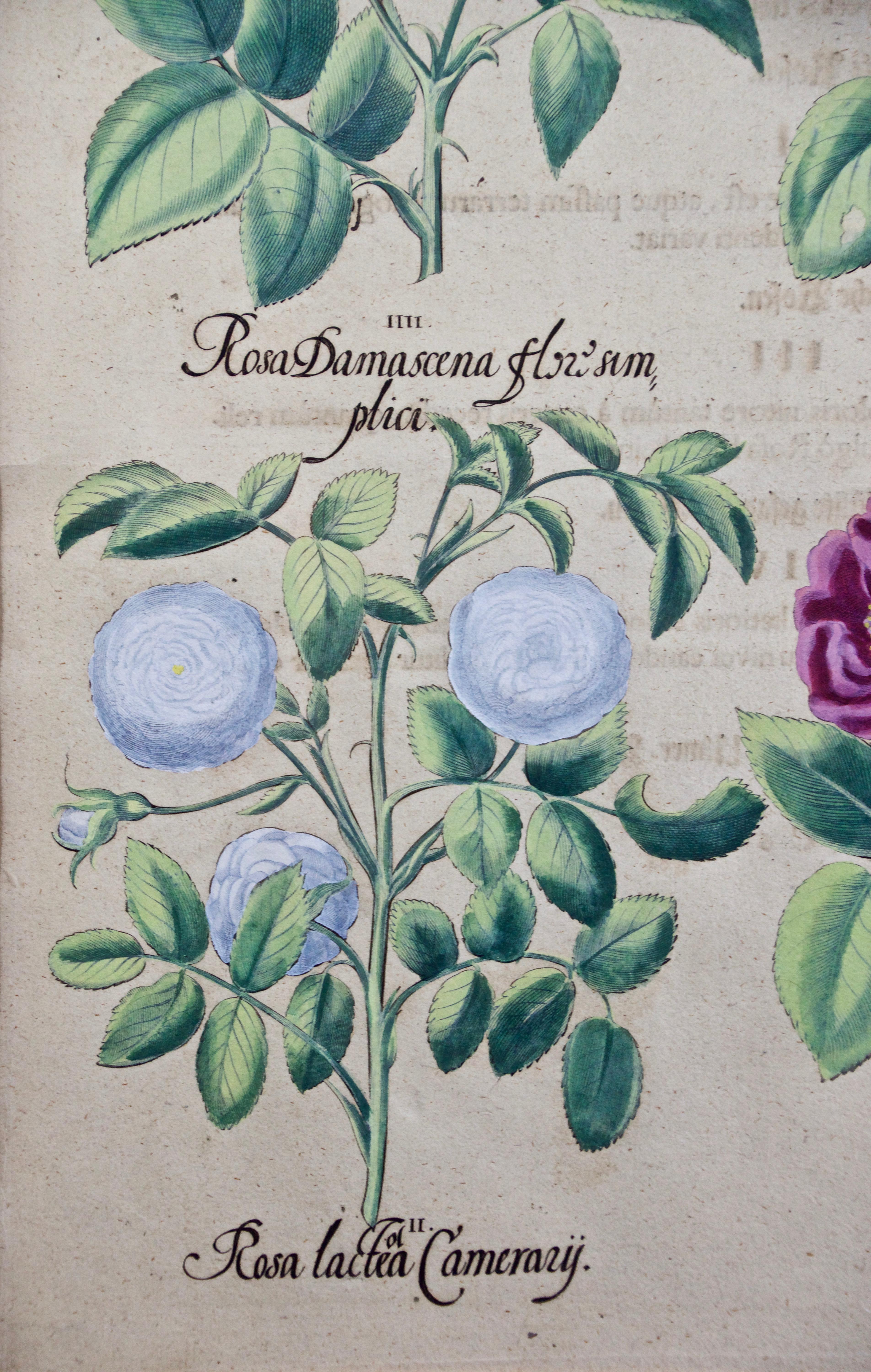 garden roses