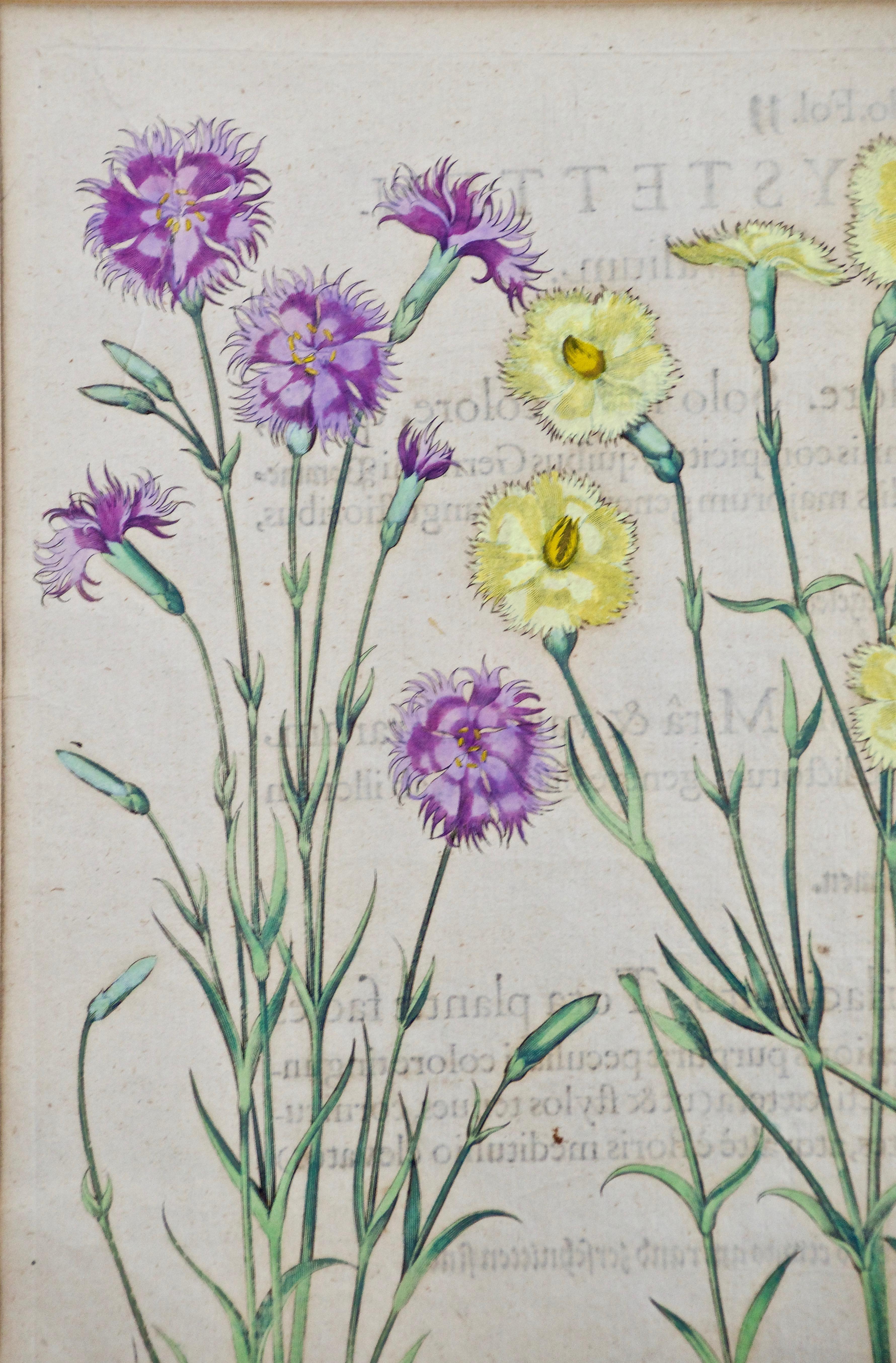 Besler Handkolorierte botanische Gravur von rosa und rosa Blumen im Landhausstil – Print von Basilius Besler