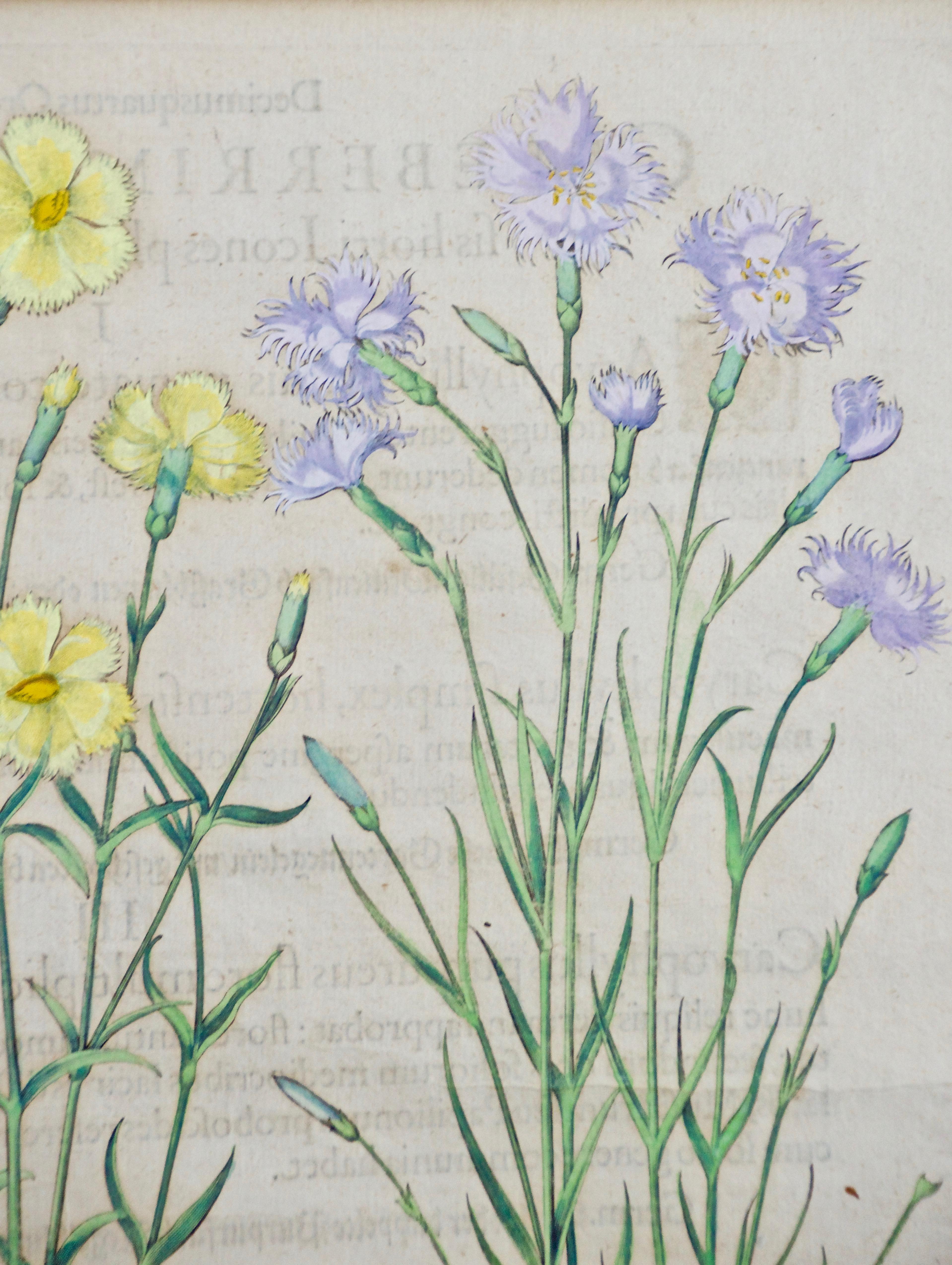 Besler Handkolorierte botanische Gravur von rosa und rosa Blumen im Landhausstil (Alte Meister), Print, von Basilius Besler