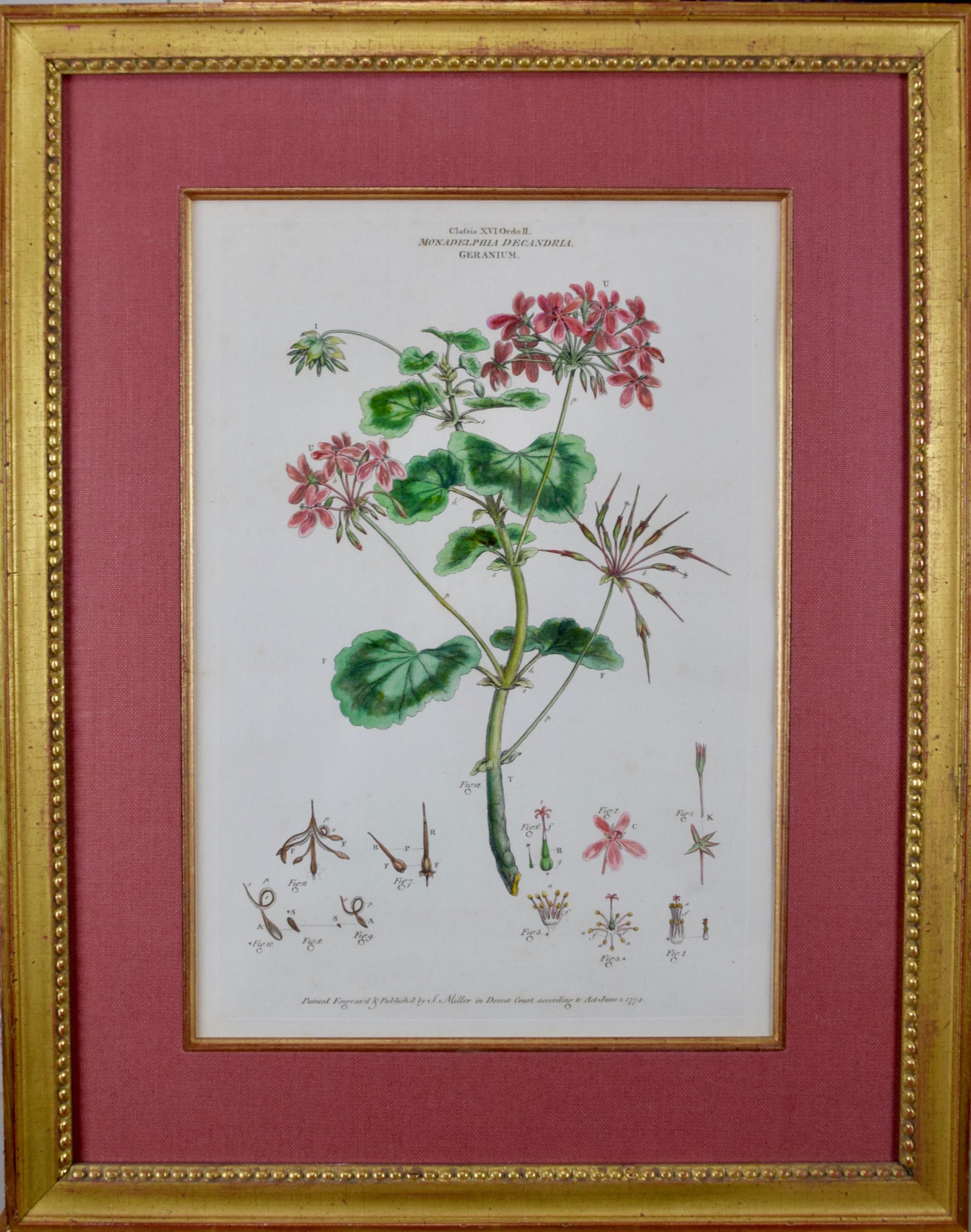 Pair of 18th Century Botanical Engravings of Columbine and Geranium Flowers - Brown Figurative Print by John Miller (Johann Sebastian Müller)