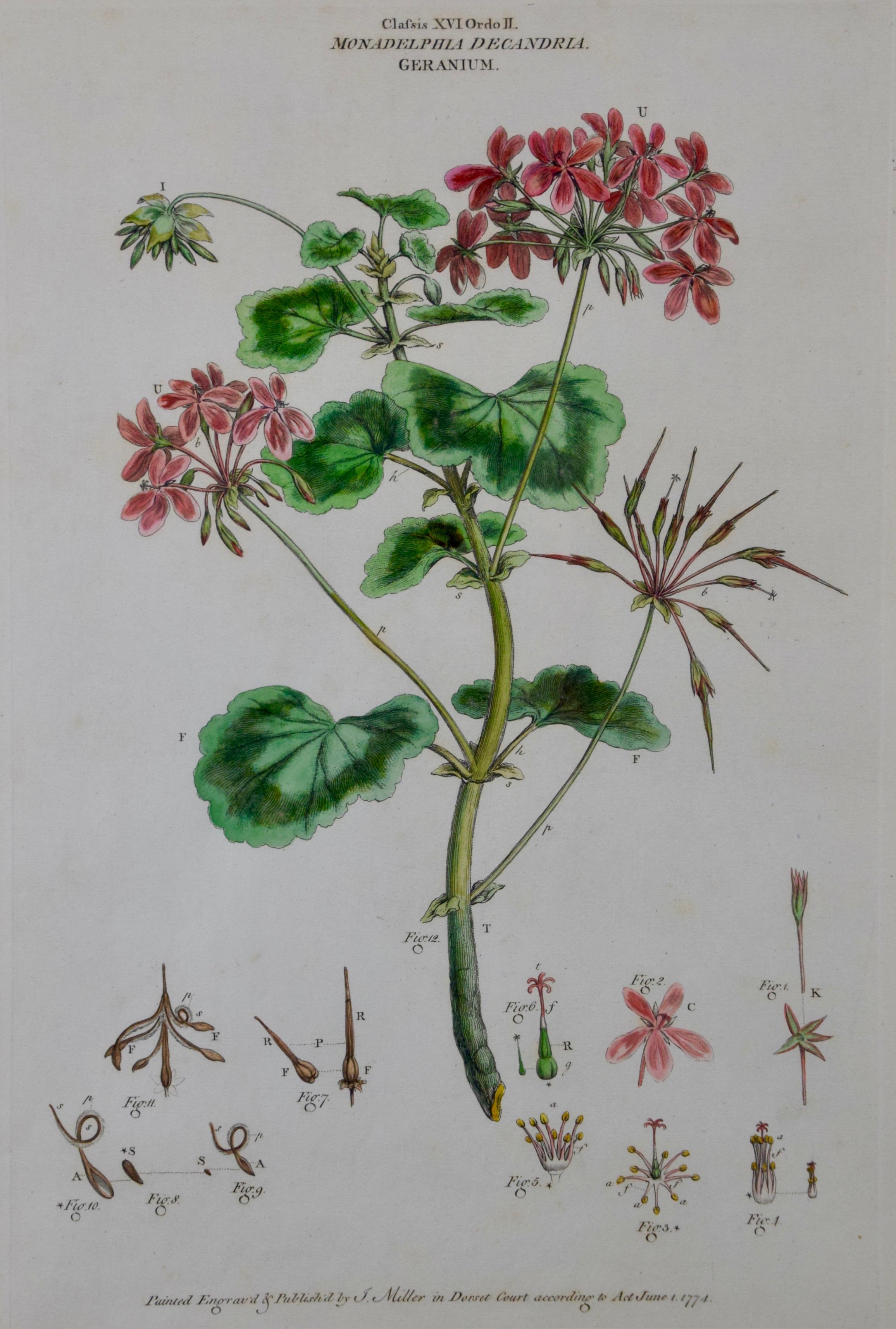 A pair of hand-colored 18th century engravings of Columbine and Geranium Flowers, published in London in 1770 by John Miller. These engravings are presented in identical attractive gold-colored wood frames with gold-colored fillets and rose-colored
