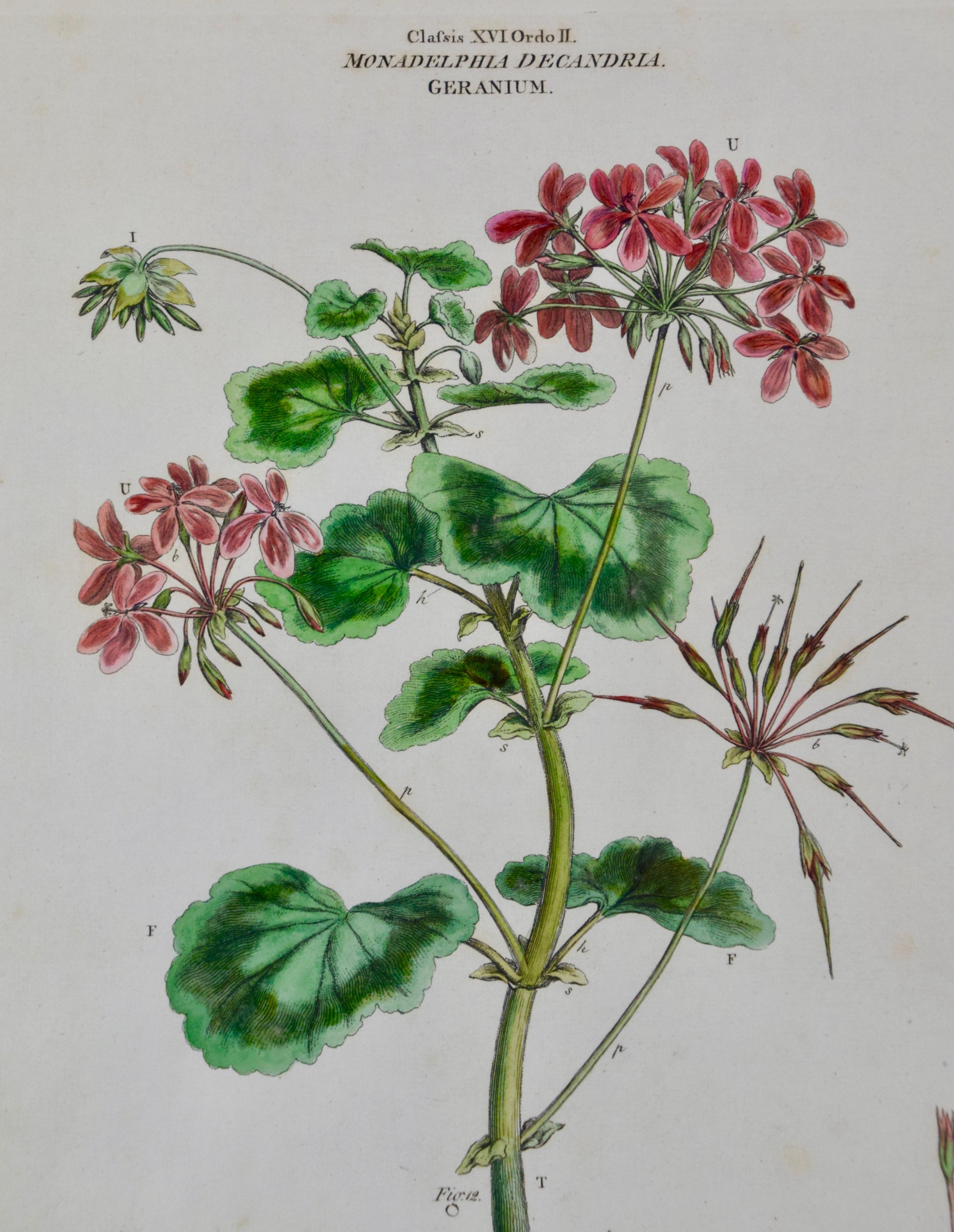 Pair of 18th Century Botanical Engravings of Columbine and Geranium Flowers 1