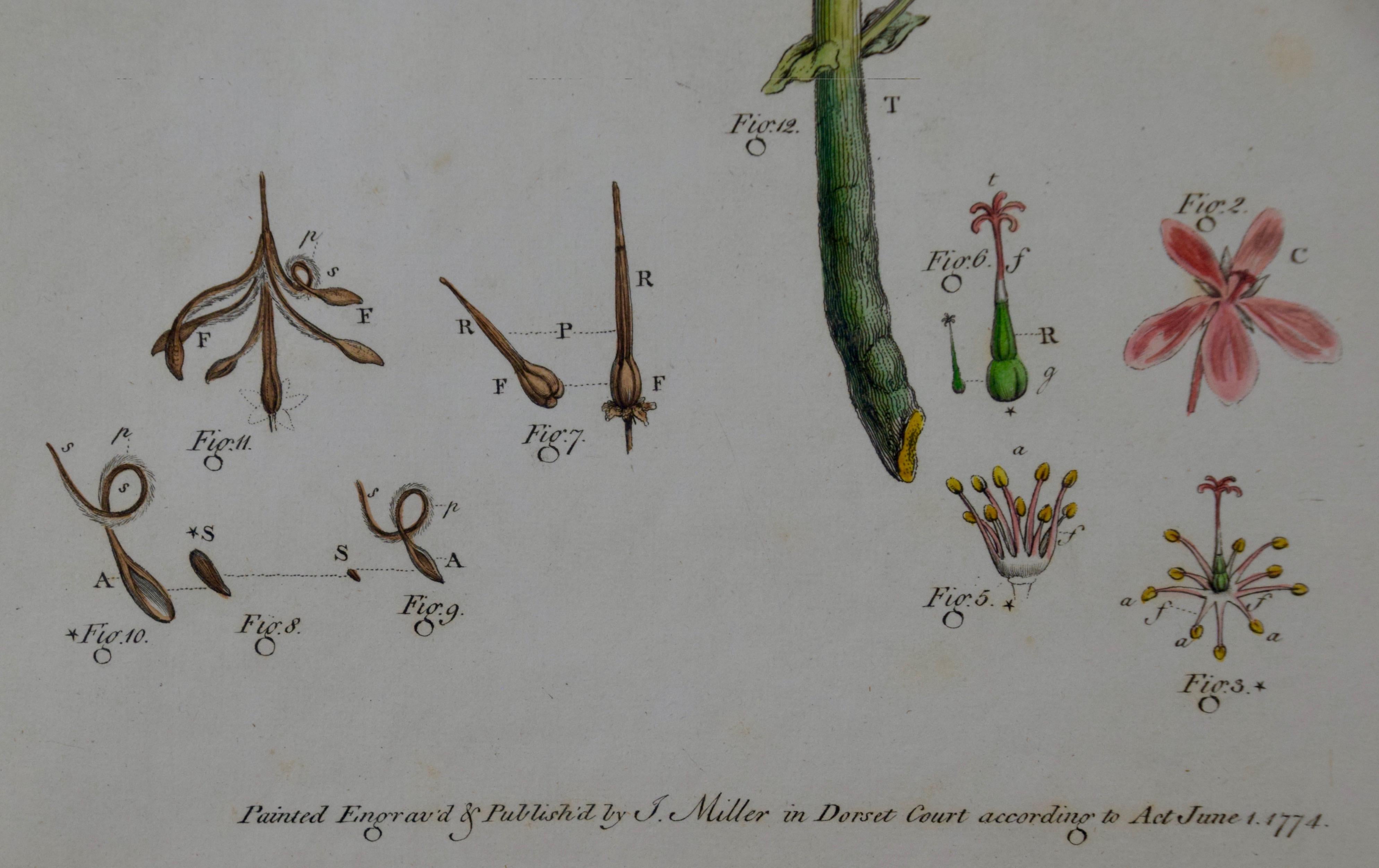 Pair of 18th Century Botanical Engravings of Columbine and Geranium Flowers 2