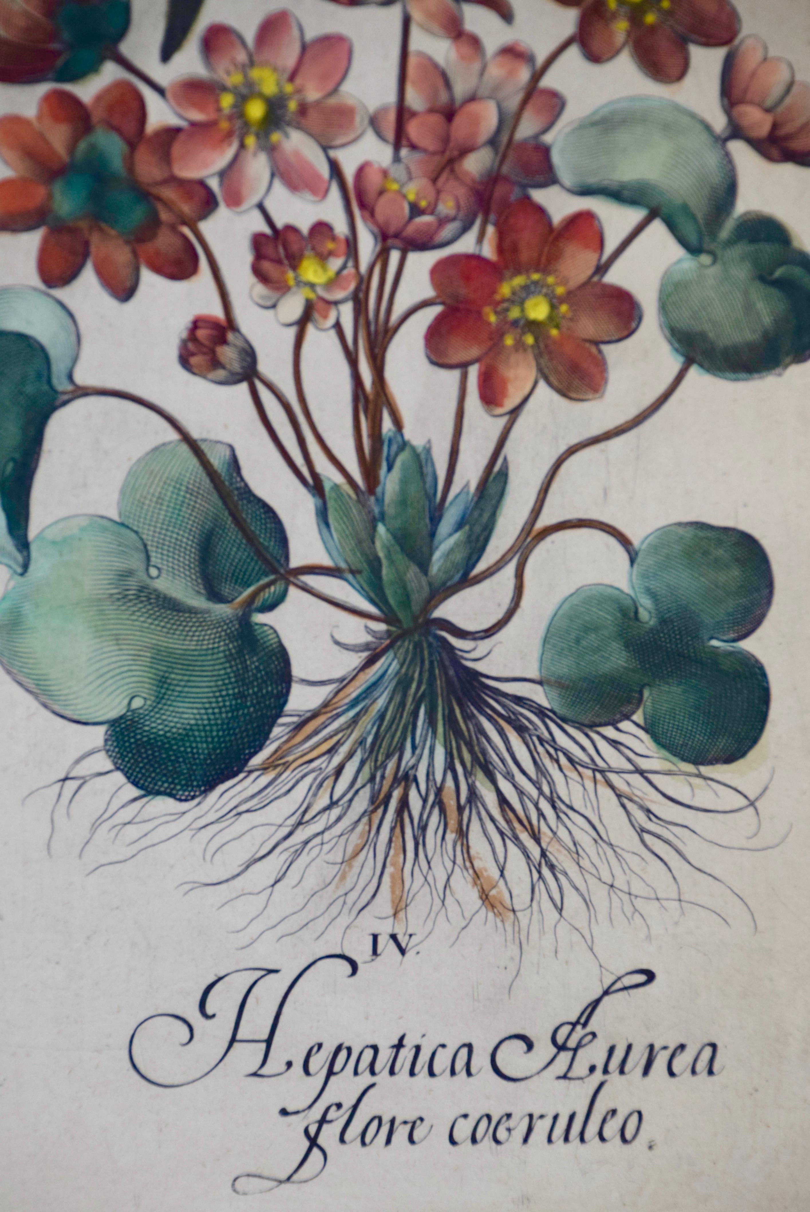 Besler Hand Colored Botanical Engraving of Maritime Squill, Crocus & Liverleaf 1