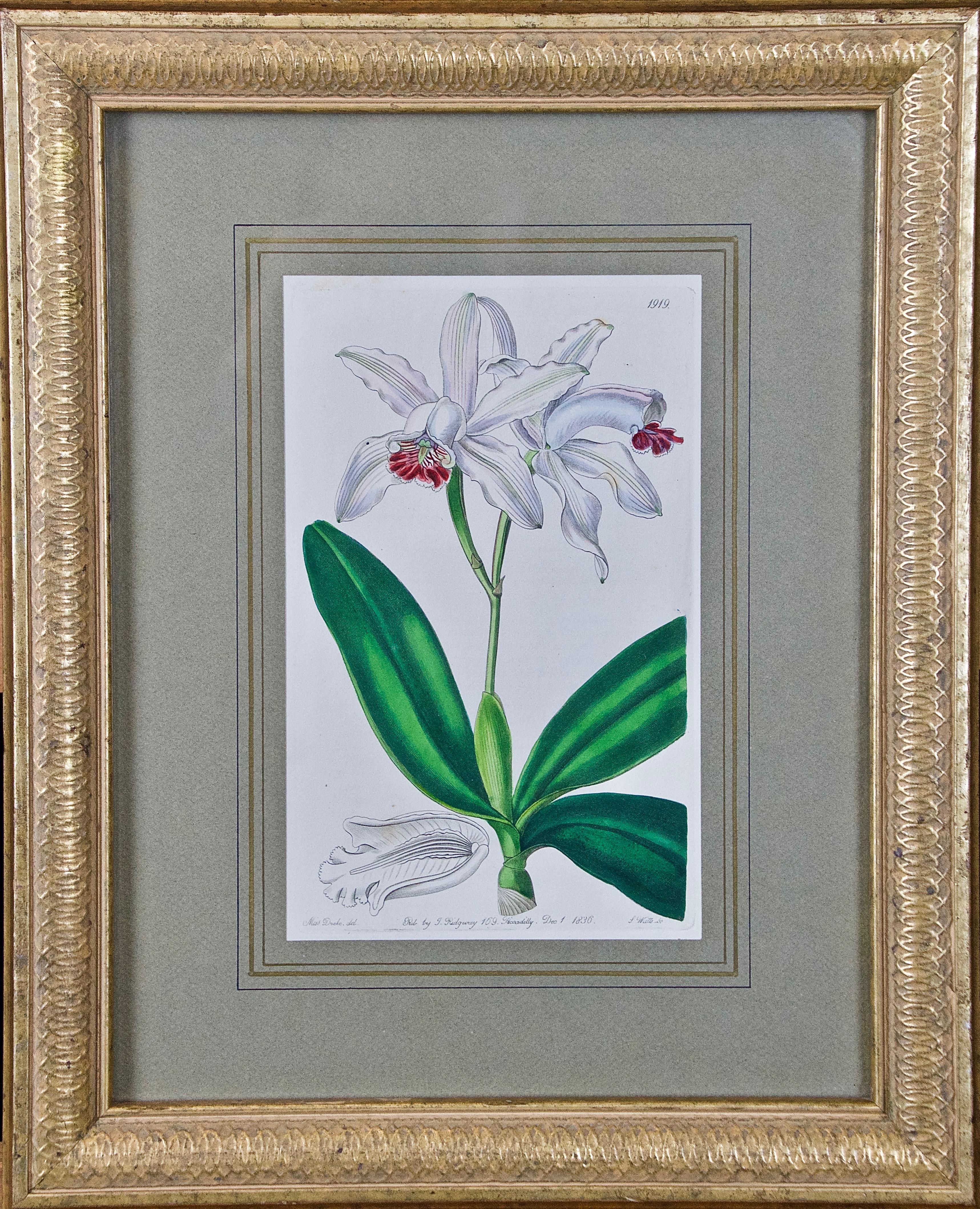 Miss Sarah Drake Still-Life Print - 19th Century Botanical Engraving "Cattleya intermedia" Orchids by Miss Drake