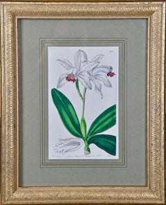 19th Century Botanical Engraving "Cattleya intermedia" Orchids by Miss Drake