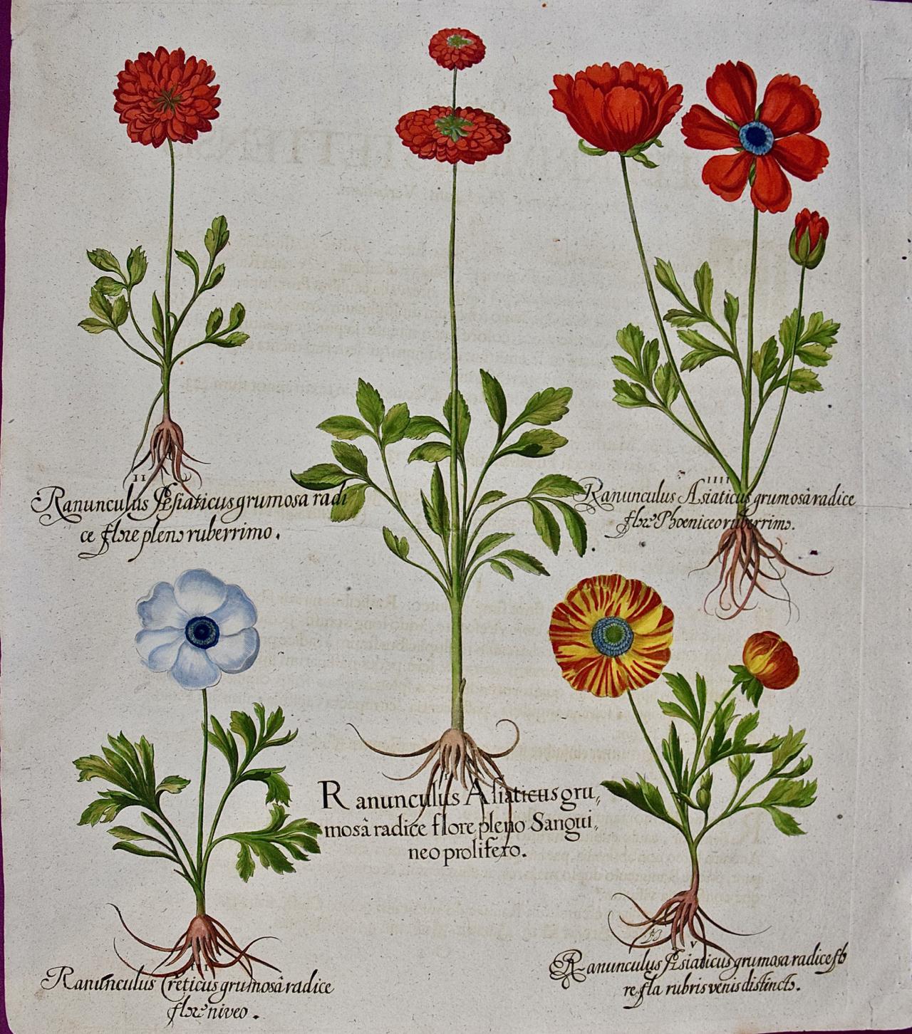 Flores de botón de oro: Un grabado botánico Besler del siglo XVIII coloreado a mano