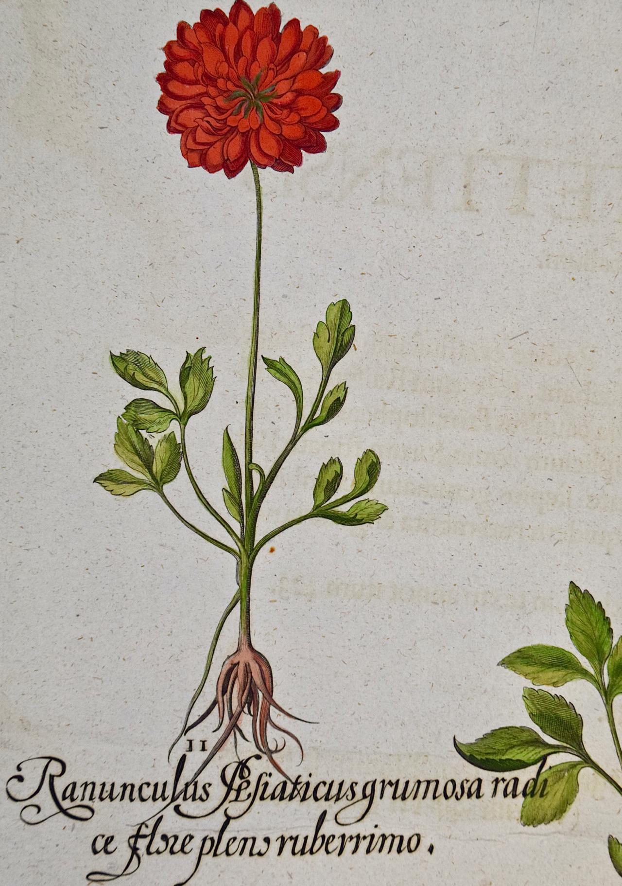 Schmetterlingsblumen: Ein handkolorierter botanischer Stich von Besler aus dem 18. Jahrhundert – Print von Basilius Besler