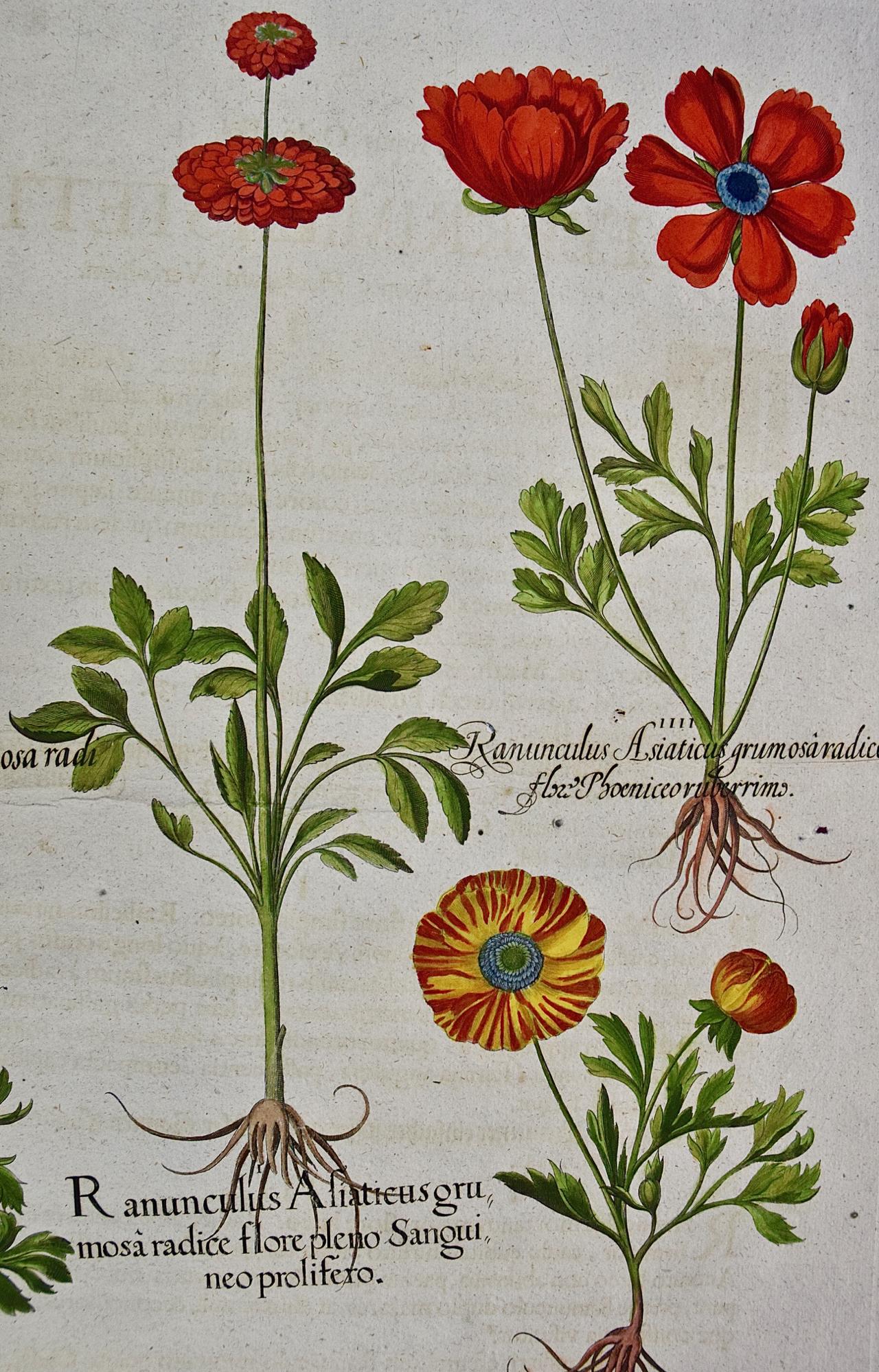 Une coupe de beurre fleurs : Gravure botanique colorée à la main par Besler du 18ème siècle - Académique Print par Basilius Besler