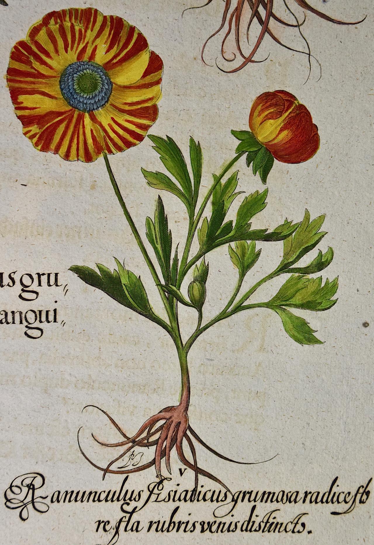 Il s'agit d'une gravure sur cuivre colorée à la main représentant des fleurs de renoncule (renoncule de Perse), tirée de l'ouvrage de référence de Basilius Besler, Hortus Eystettensis (Jardin d'Eichstatt), publié pour la première fois en 1613 à
