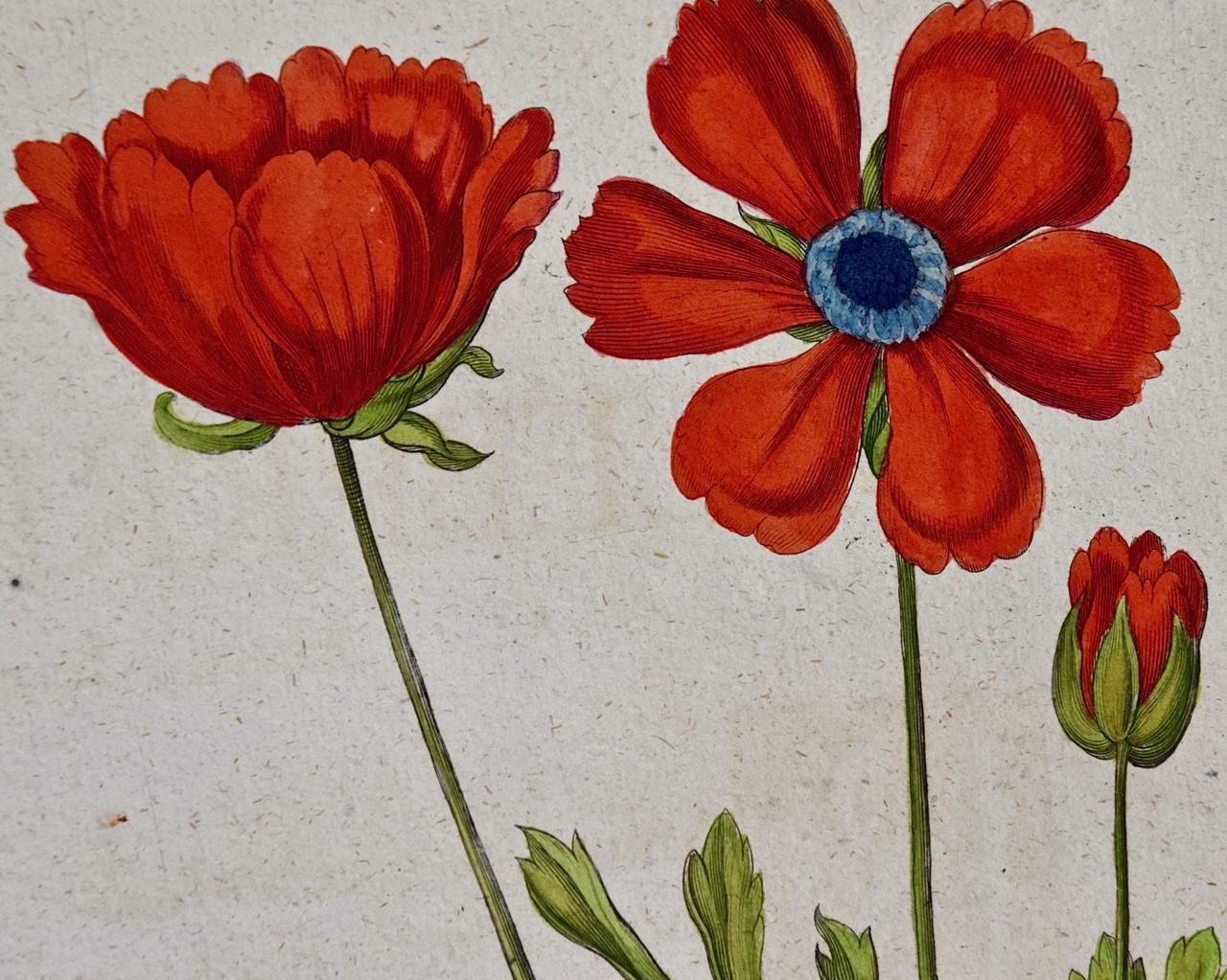 Schmetterlingsblumen: Ein handkolorierter botanischer Stich von Besler aus dem 18. Jahrhundert im Angebot 1