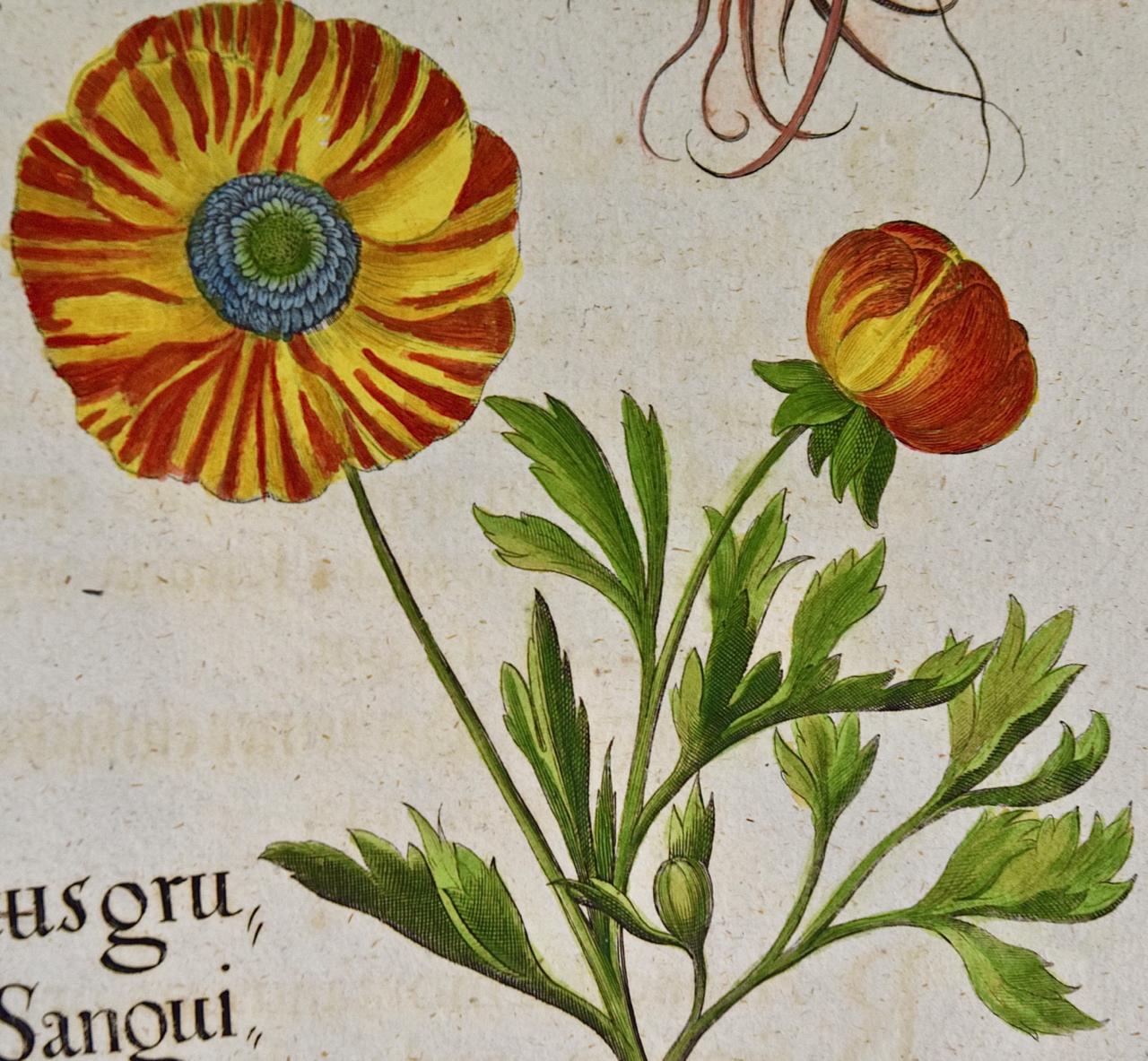 Une coupe de beurre fleurs : Gravure botanique colorée à la main par Besler du 18ème siècle en vente 2