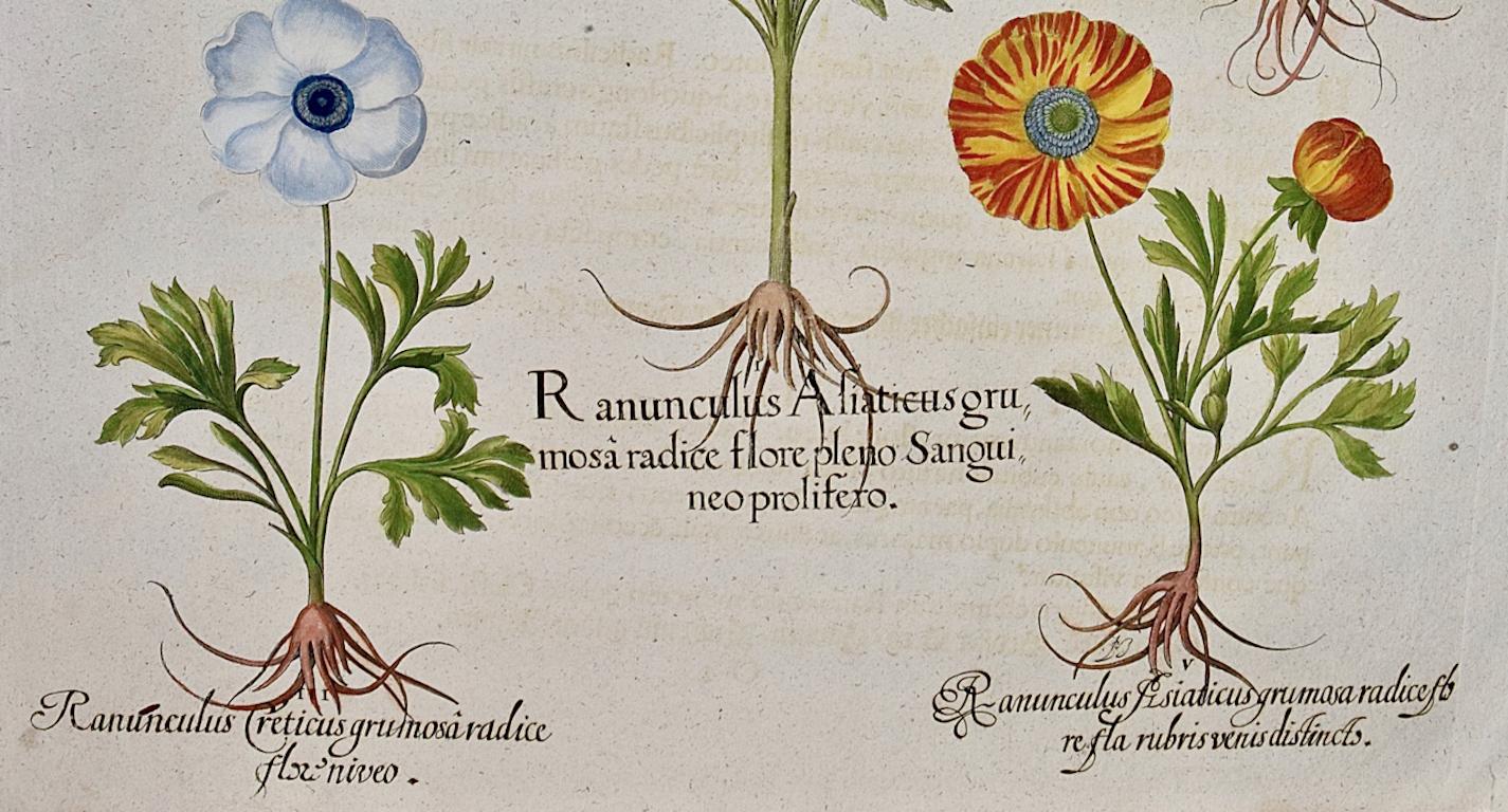 This is a hand-colored copper plate engraving depicting Ranunculus (Persian Buttercup) flowers from Basilius Besler's landmark work, Hortus Eystettensis (Garden at Eichstatt), first published in 1613 in Eichstatt, Germany near Nuremberg and later in
