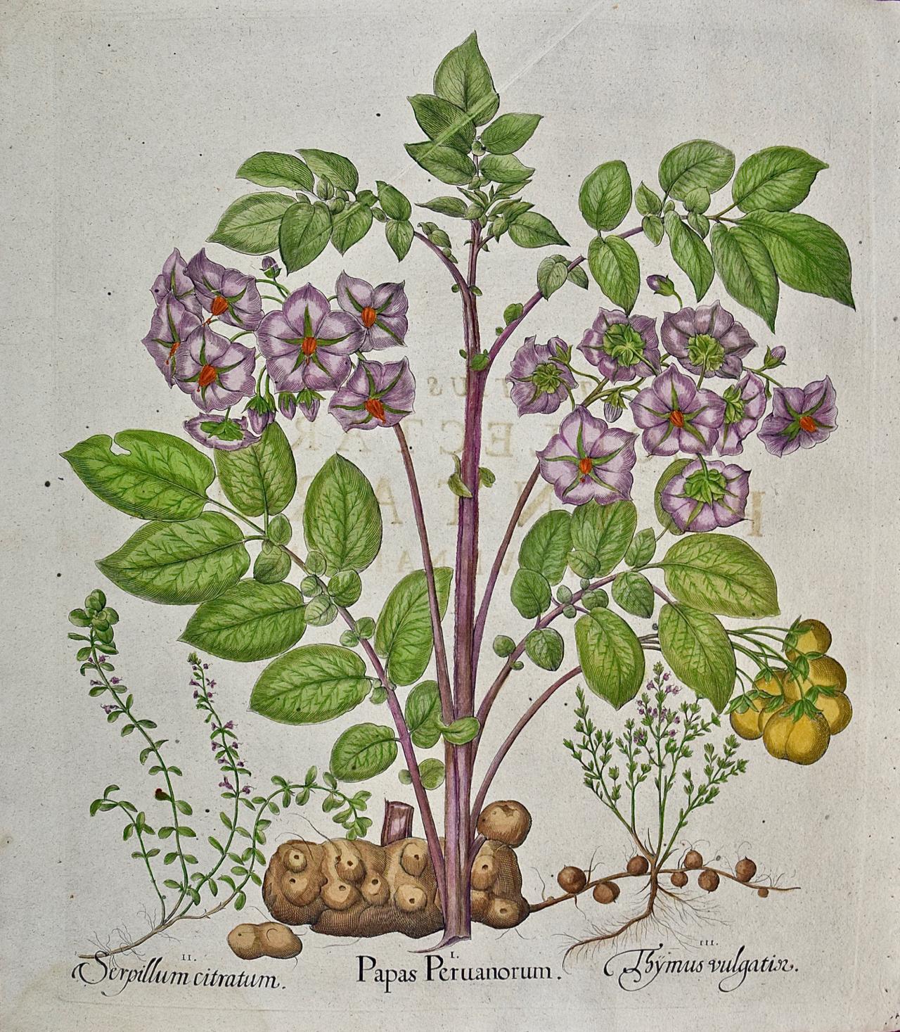Basilius Besler Still-Life Print - Besler Flowering Potato & Thyme: 18th Century Hand-colored Botanical Engraving
