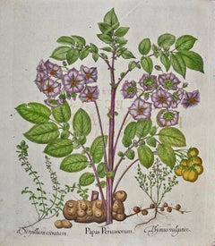 Besler 18th Century Hand-colored Botanical Engraving of Flowering Potato & Thyme