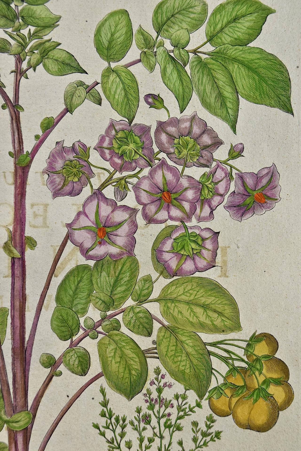 Besler Flowering Potato & Thyme: 18th Century Hand-colored Botanical Engraving - Print by Basilius Besler