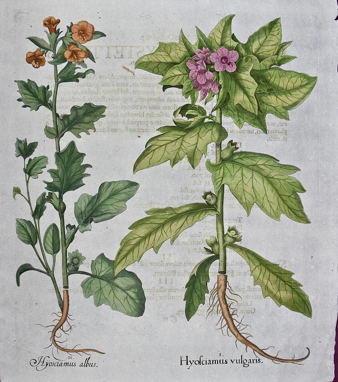 Henbane en fleurs : Gravure botanique colorée à la main par Besler du 18ème siècle