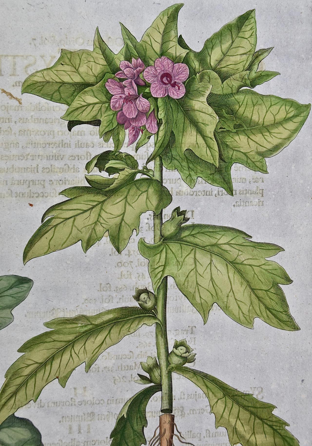 Flowering Henbane : A Besler 18th Century Hand-colored Botanical Engraving - Print by Basilius Besler