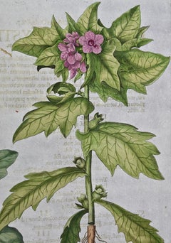 Flowering Henbane : A Besler 18th Century Hand-colored Botanical Engraving
