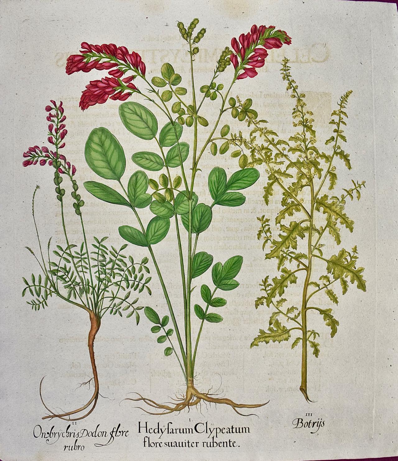 Basilius Besler Figurative Print - Flowering Hedyfarum: An 18th Century Hand-colored Besler Botanical Engraving