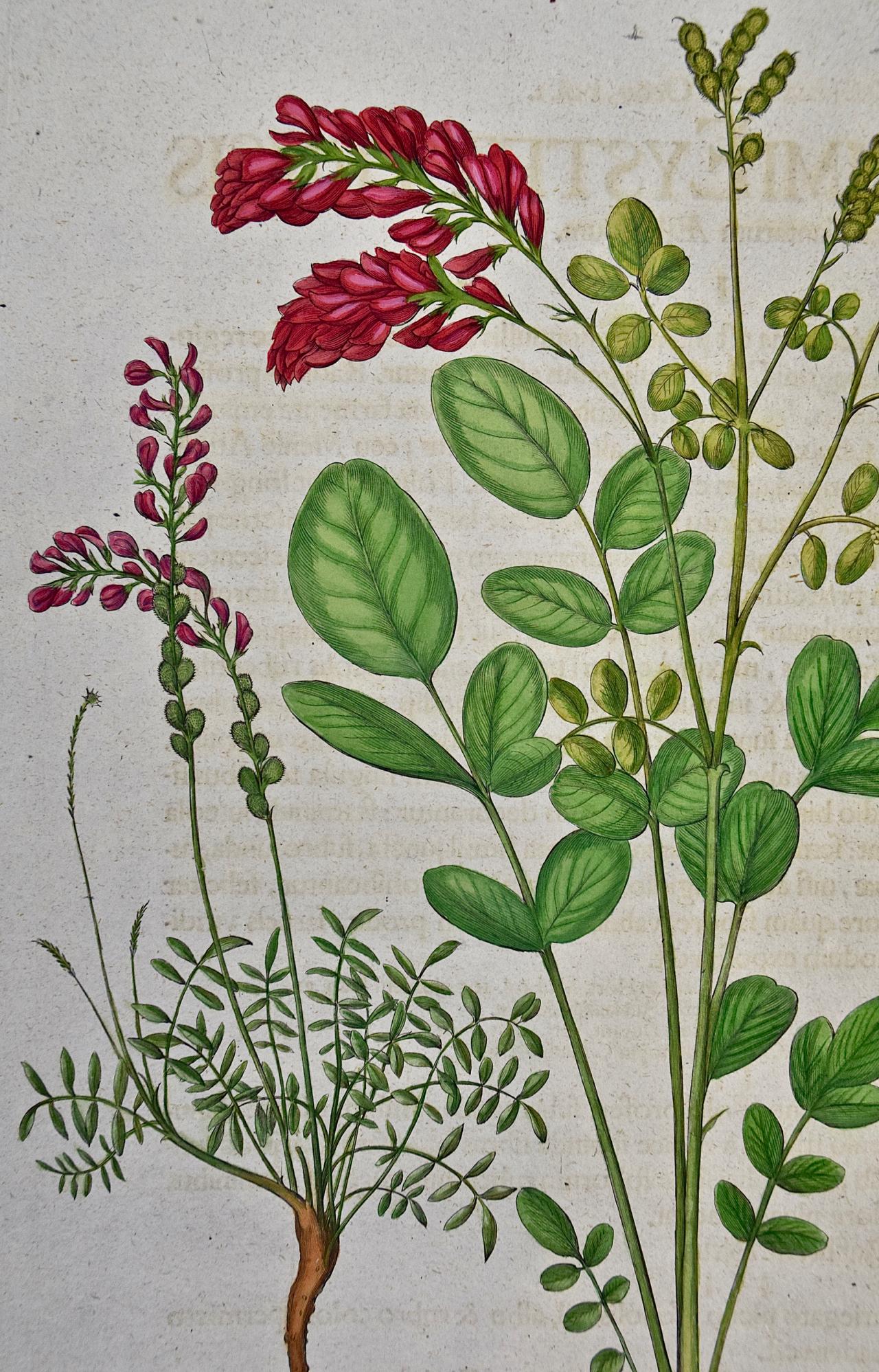 Flowering Hedyfarum: An 18th Century Hand-colored Besler Botanical Engraving - Print by Basilius Besler