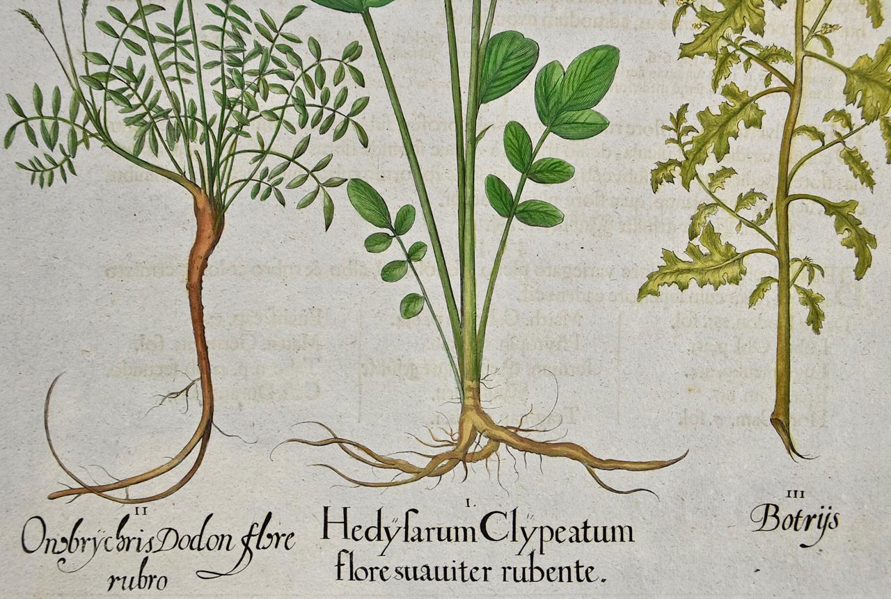 Flowering Hedyfarum: An 18th Century Hand-colored Besler Botanical Engraving - Academic Print by Basilius Besler