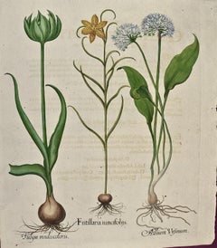 Gravure botanique de Besler colorée à la main représentant des tulipes en fleurs et des plantes à graines sauvages 