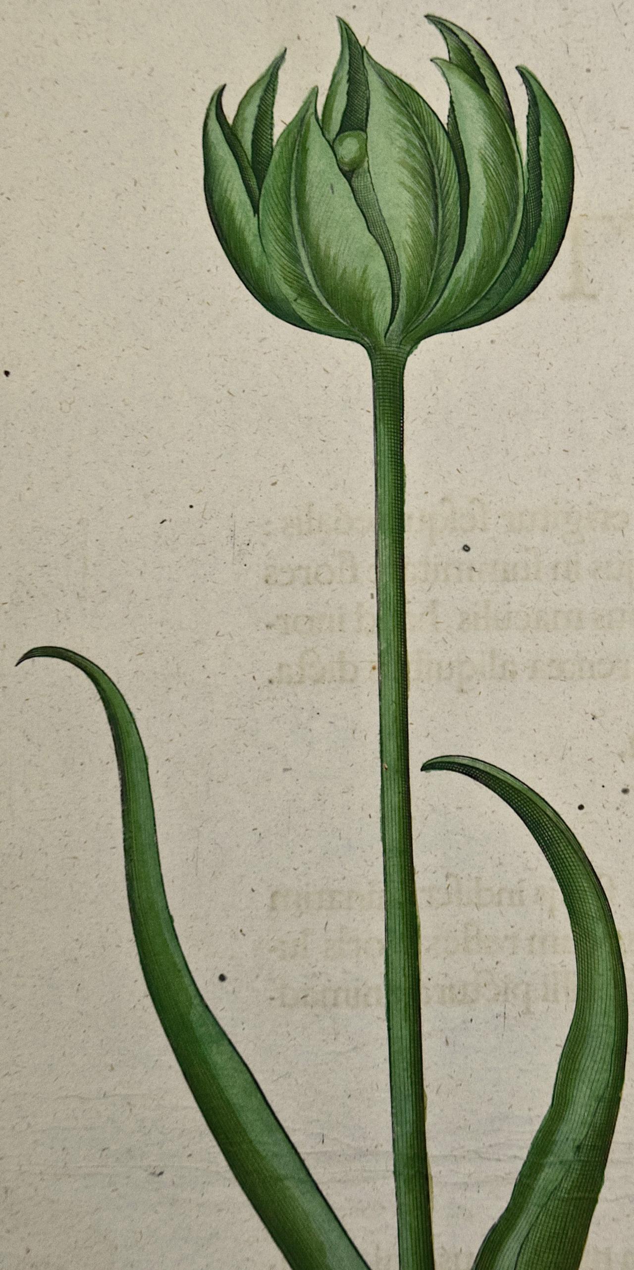 Gravure botanique de Besler colorée à la main représentant des tulipes en fleurs et des plantes à graines sauvages  - Print de Basilius Besler