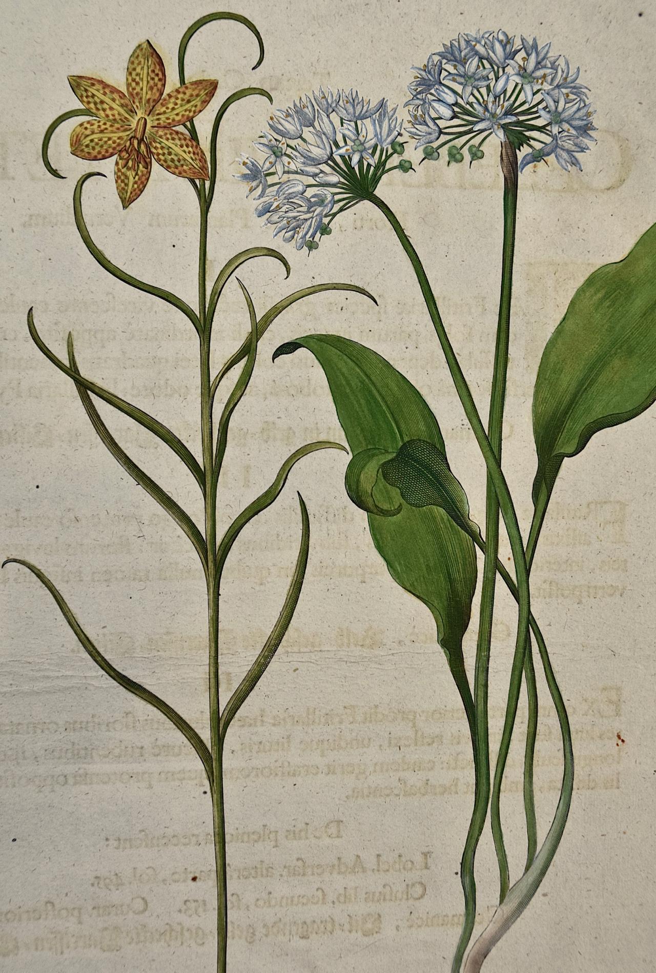 Gravure botanique de Besler colorée à la main représentant des tulipes en fleurs et des plantes à graines sauvages  - Académique Print par Basilius Besler