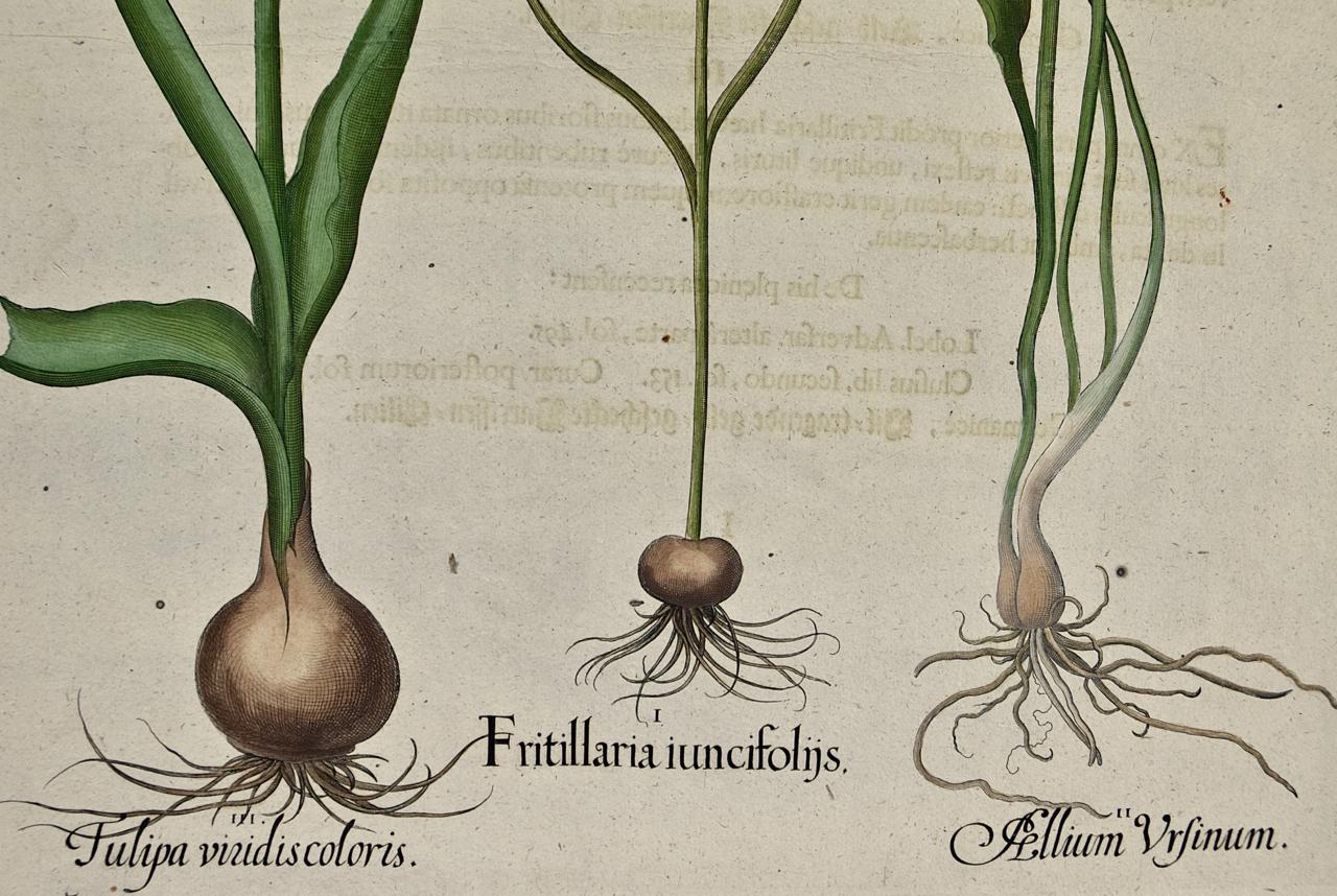 Besler Handkolorierte botanische Gravur von blühenden Tulpen und Wildgirlandpflanzen (Beige), Figurative Print, von Basilius Besler