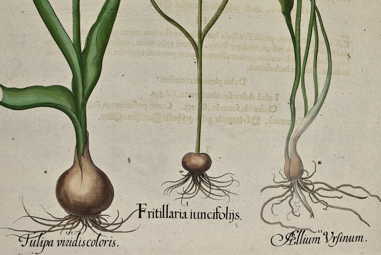 Gravure botanique de Besler colorée à la main représentant des tulipes en fleurs et des plantes à graines sauvages  - Beige Figurative Print par Basilius Besler